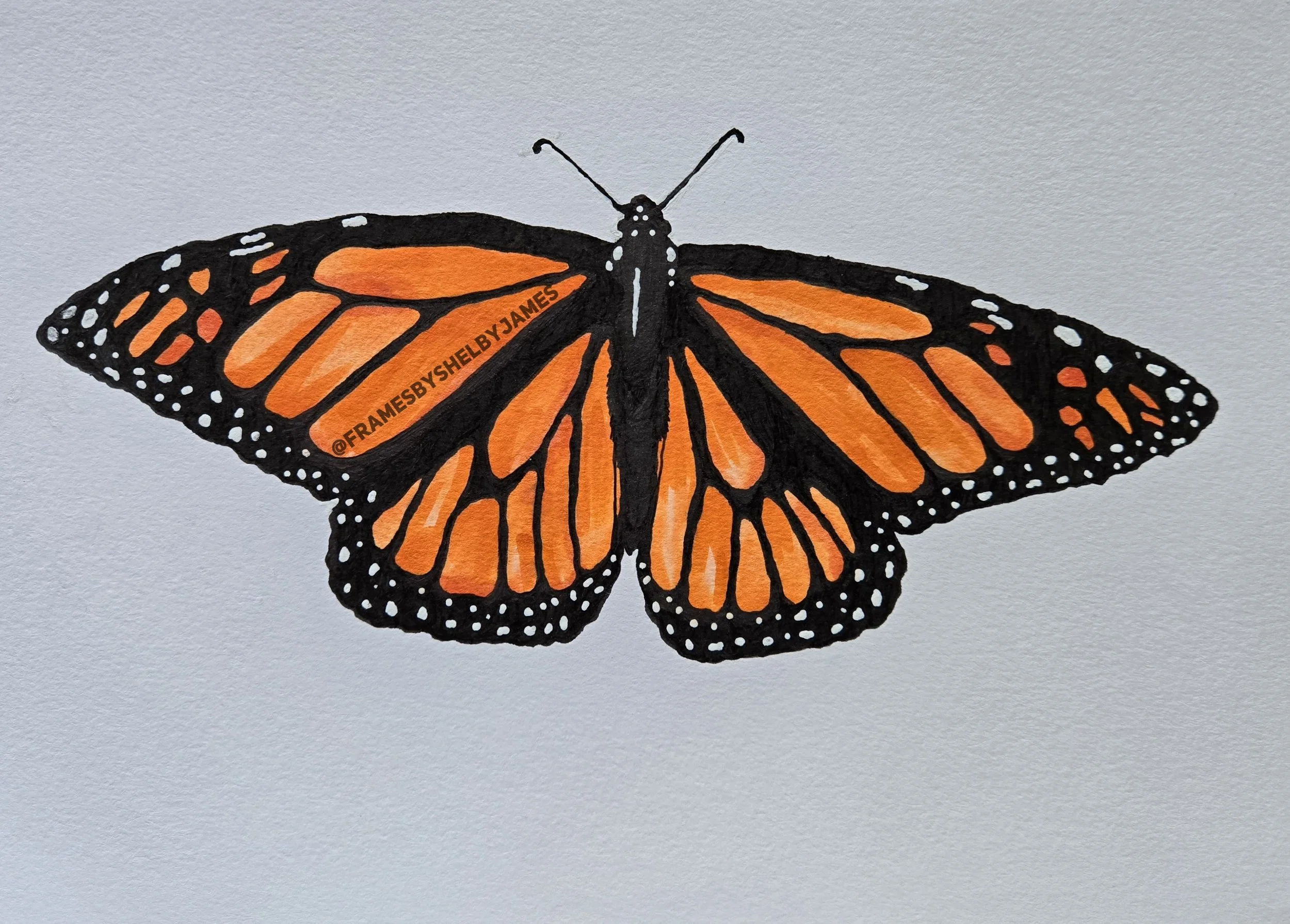 Orange Shirt Day, Orange Butterfly, 2024