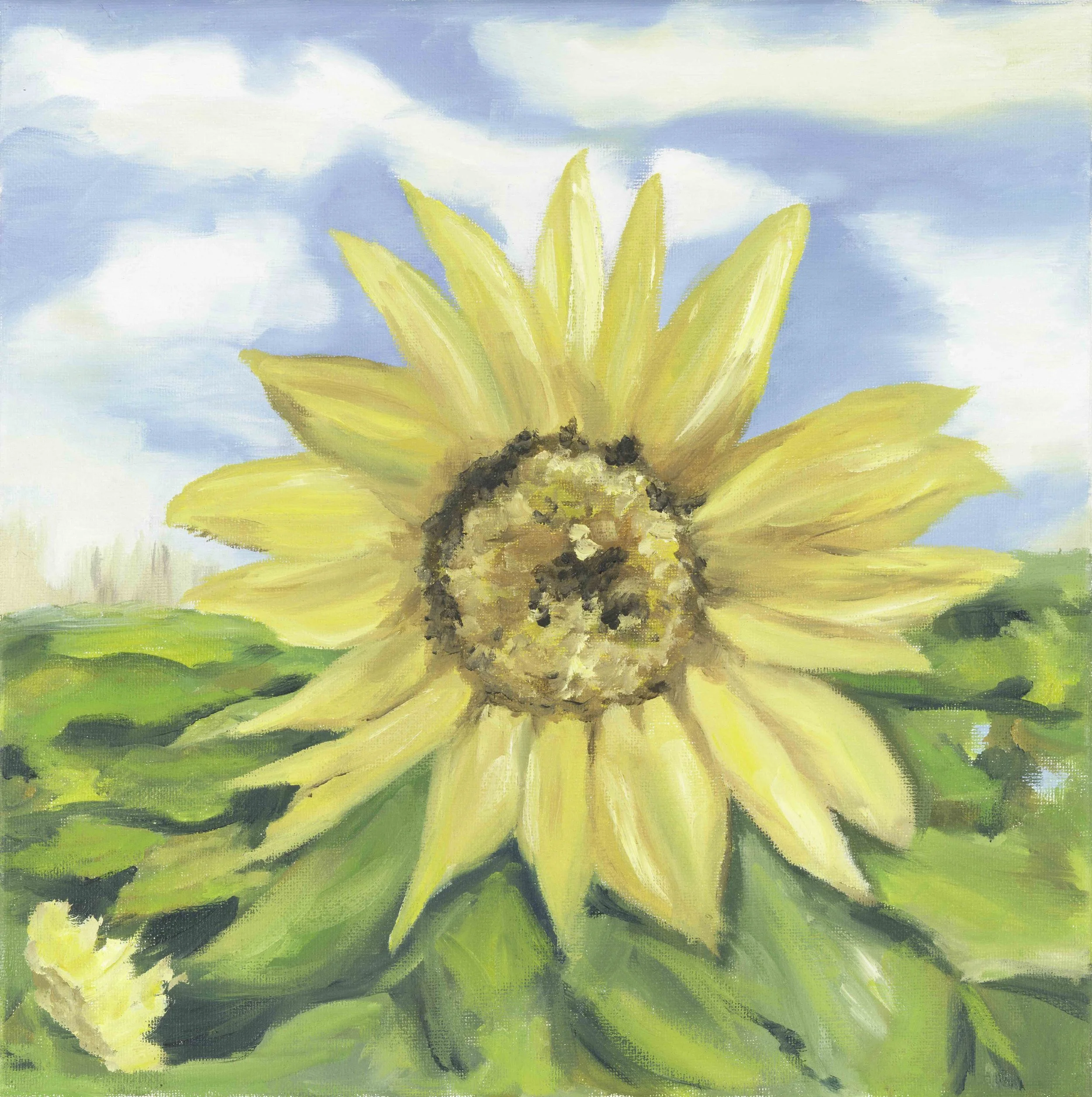 Sunflower
