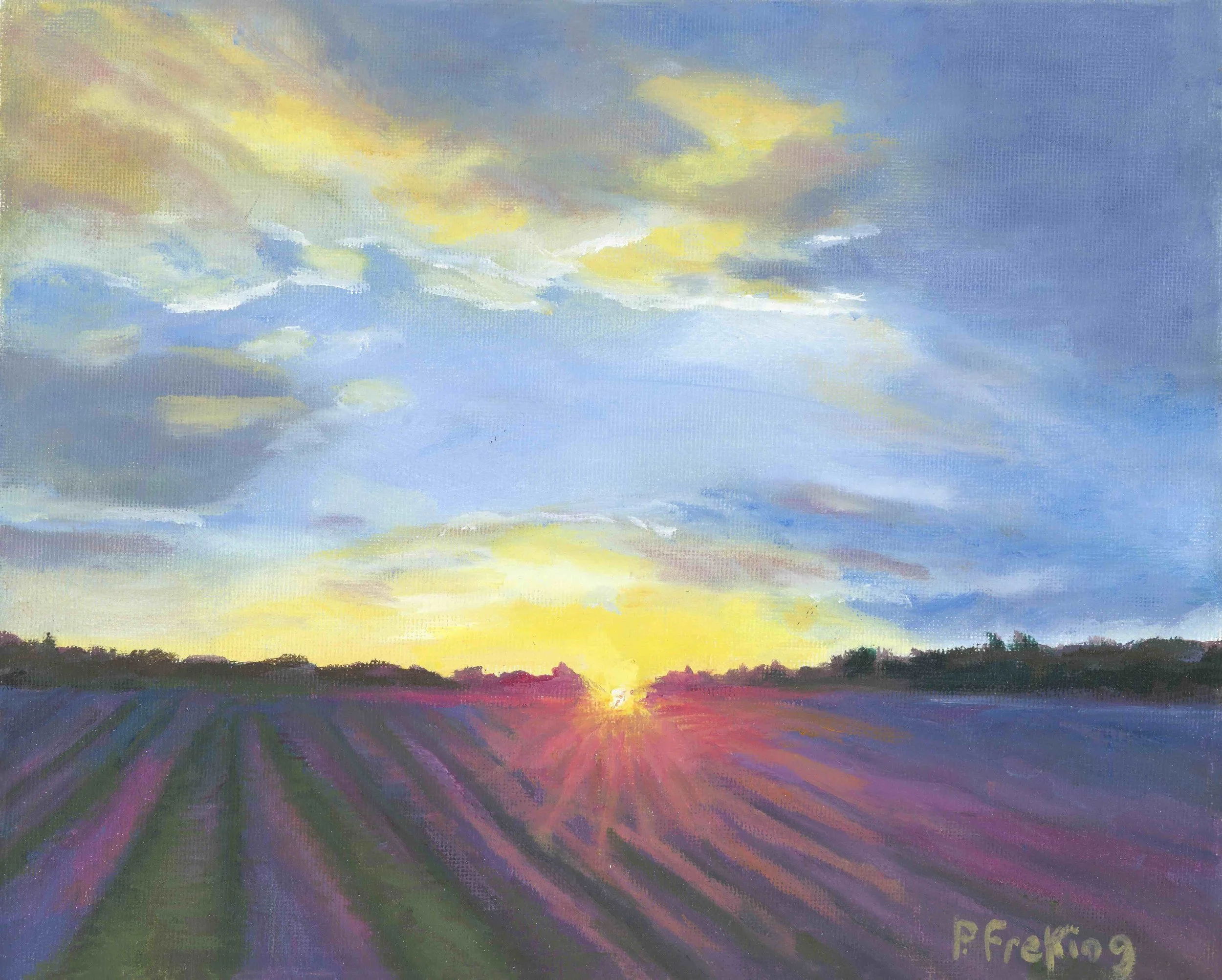 Lavender Fields