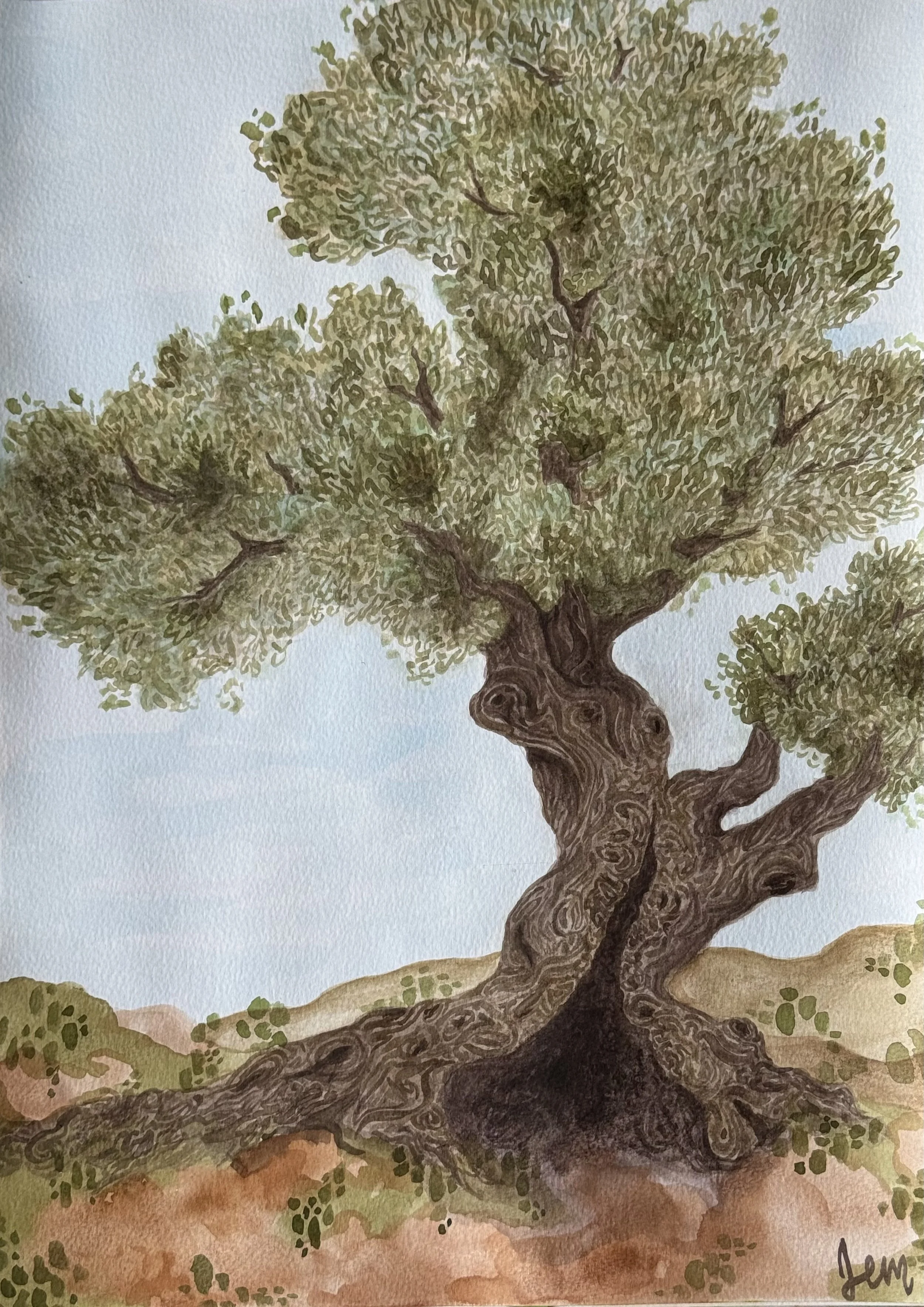 A watercolor painting of a large, twisted olive tree with lush green leaves, set against a light sky background and earthy ground.