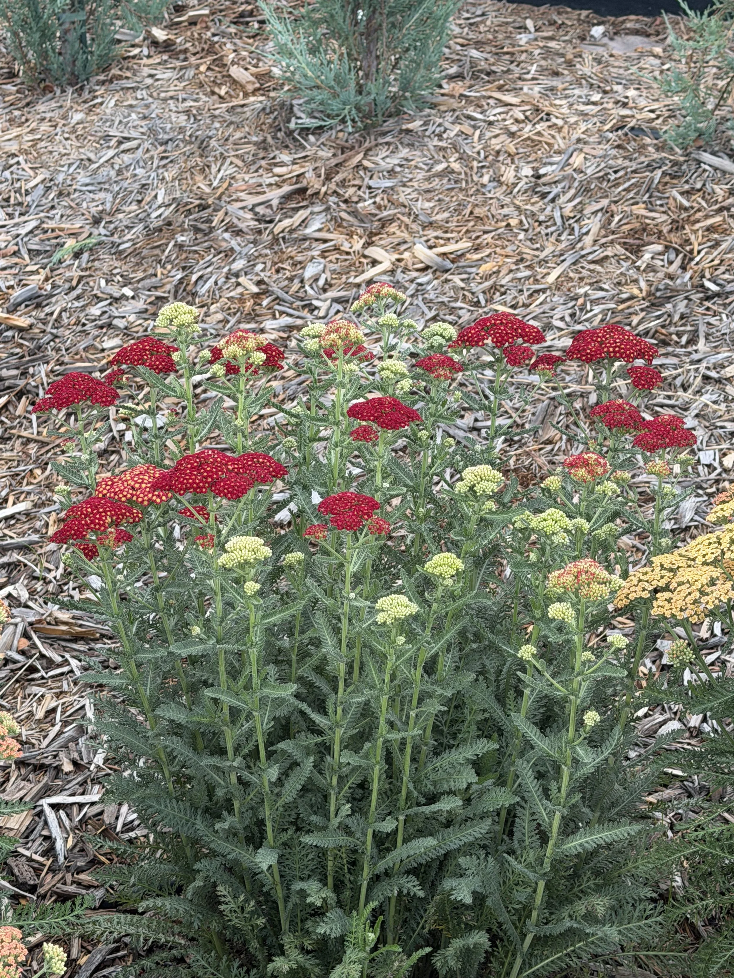 Yarrow (red)
