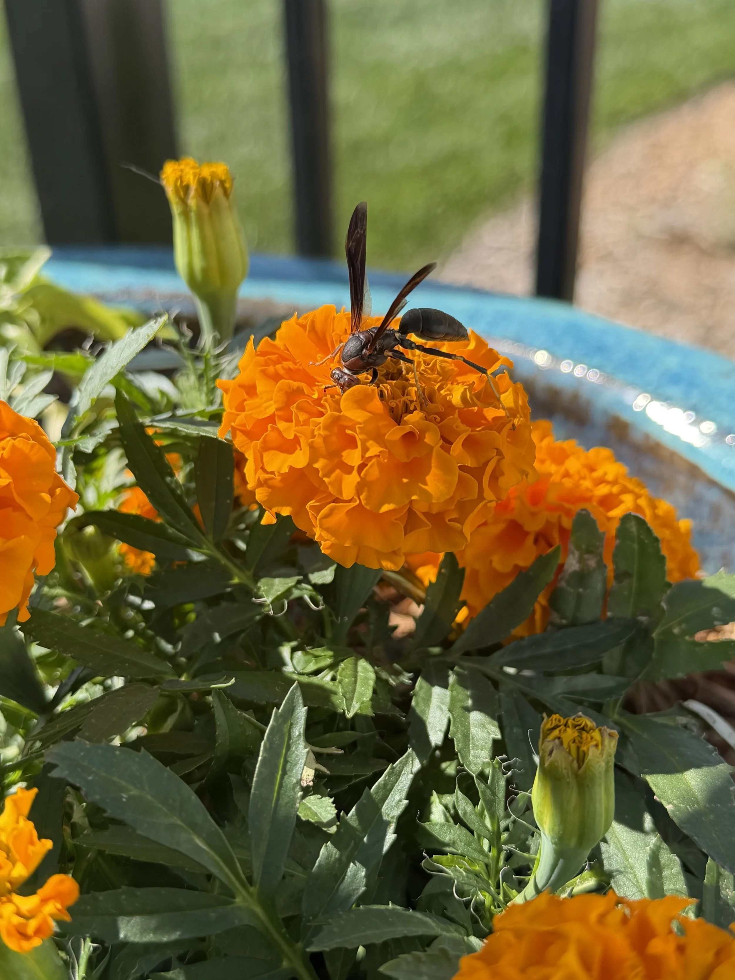 Marigold