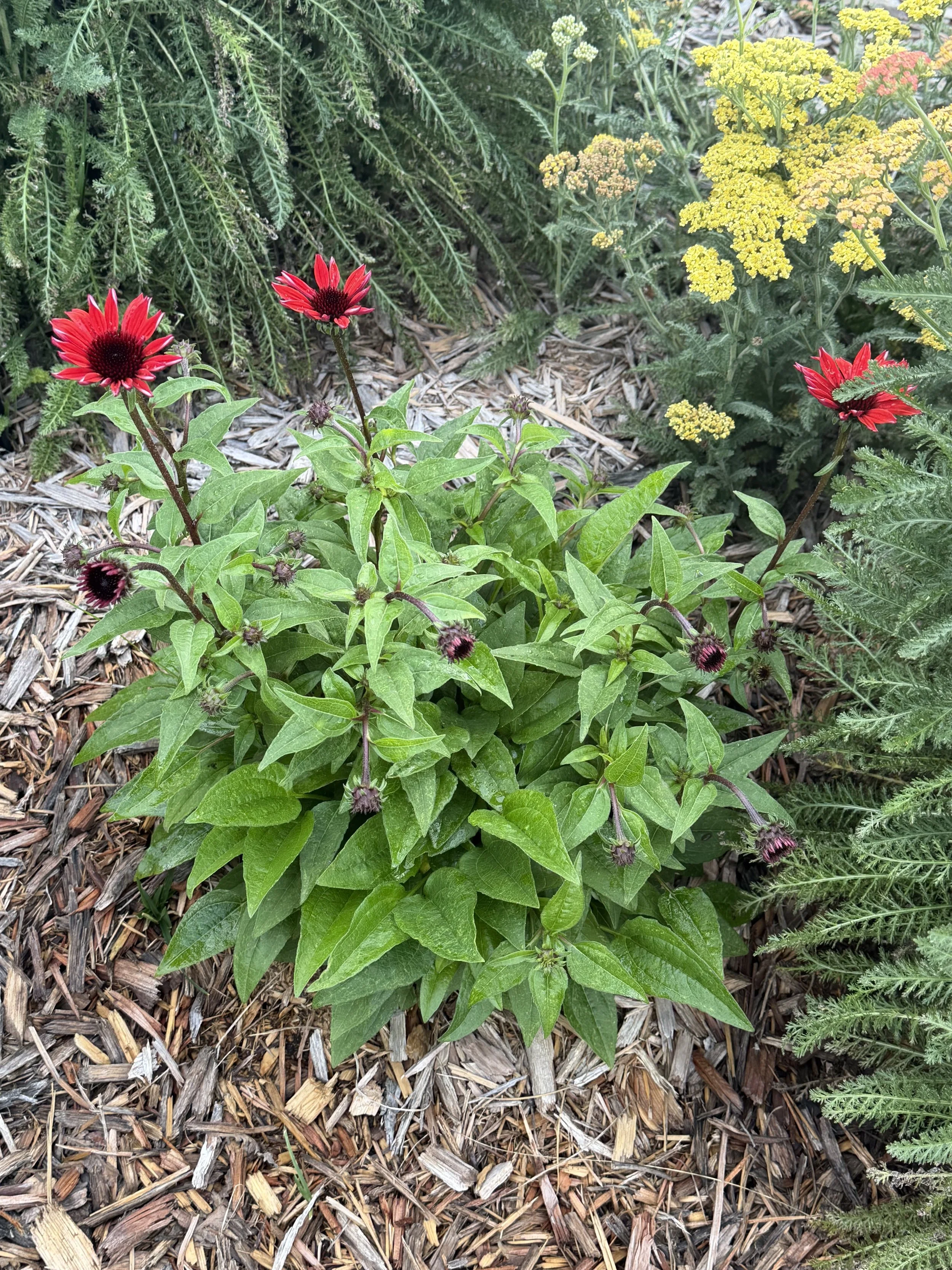 Echinecea (Cone flower)