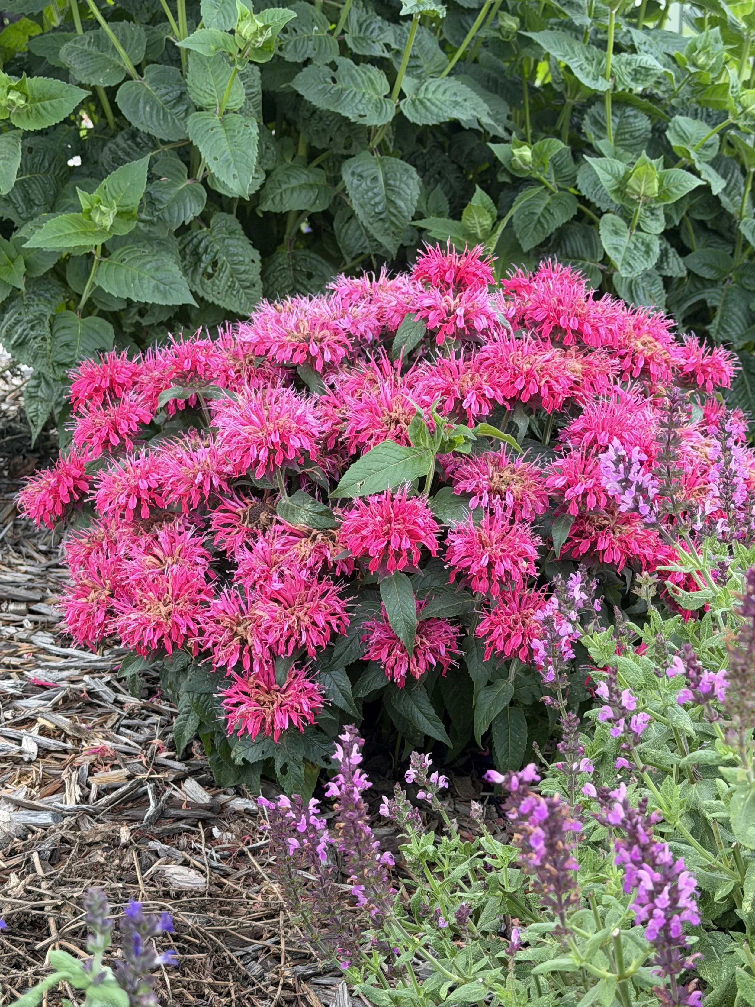 Pink and purple flowers with green leaves and mulch.