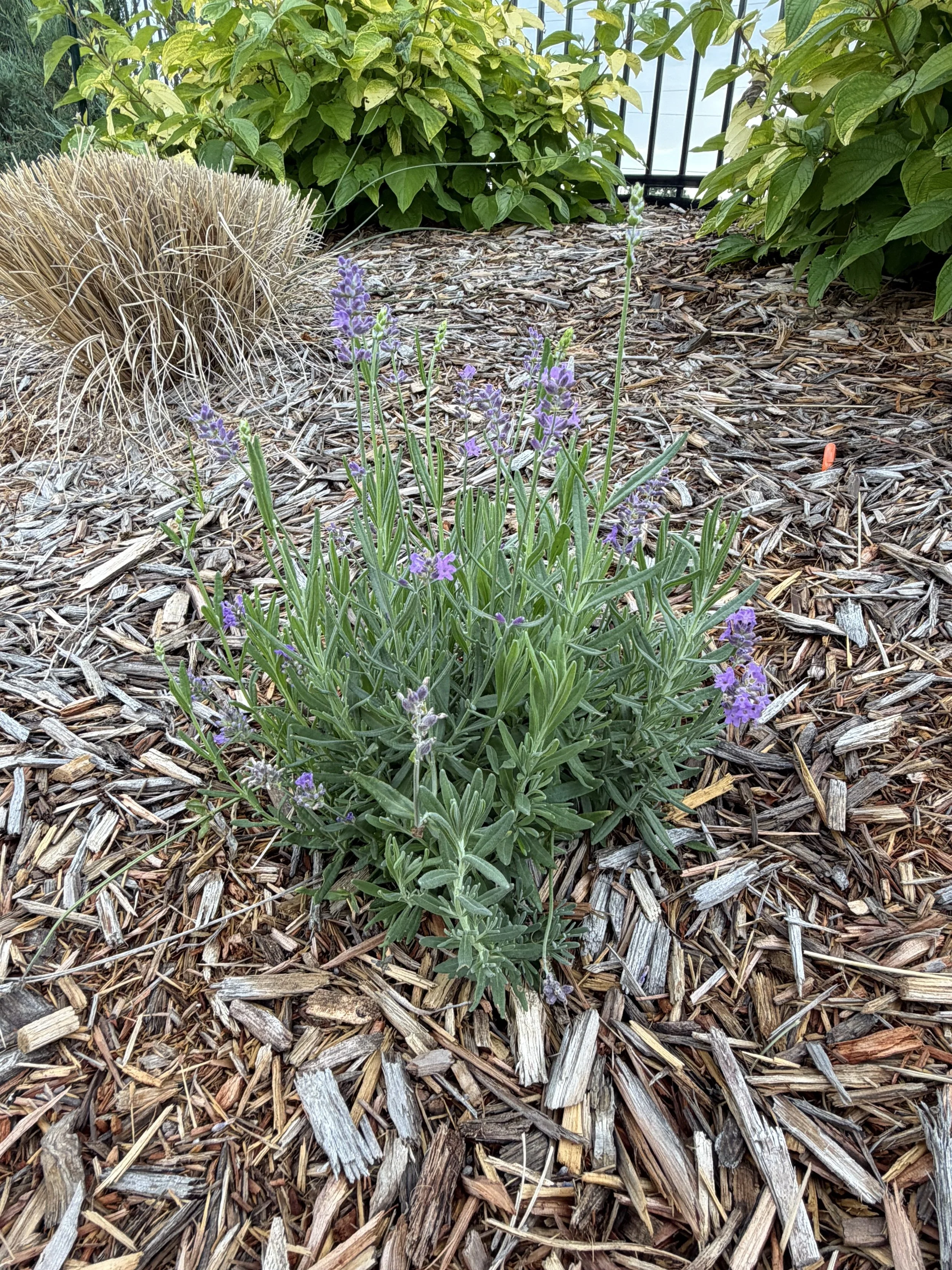 Munstead Lavender