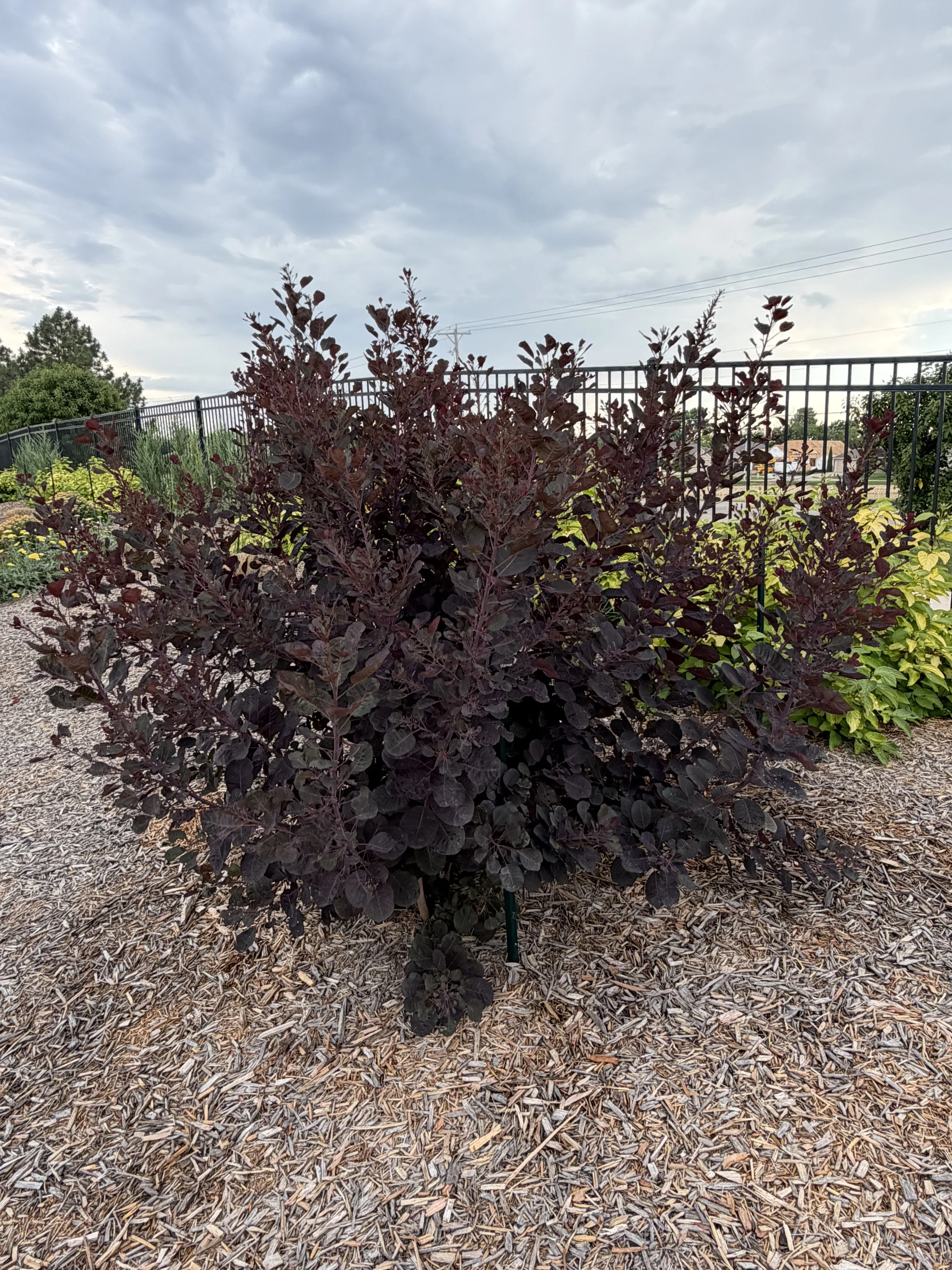 Smoke Tree
