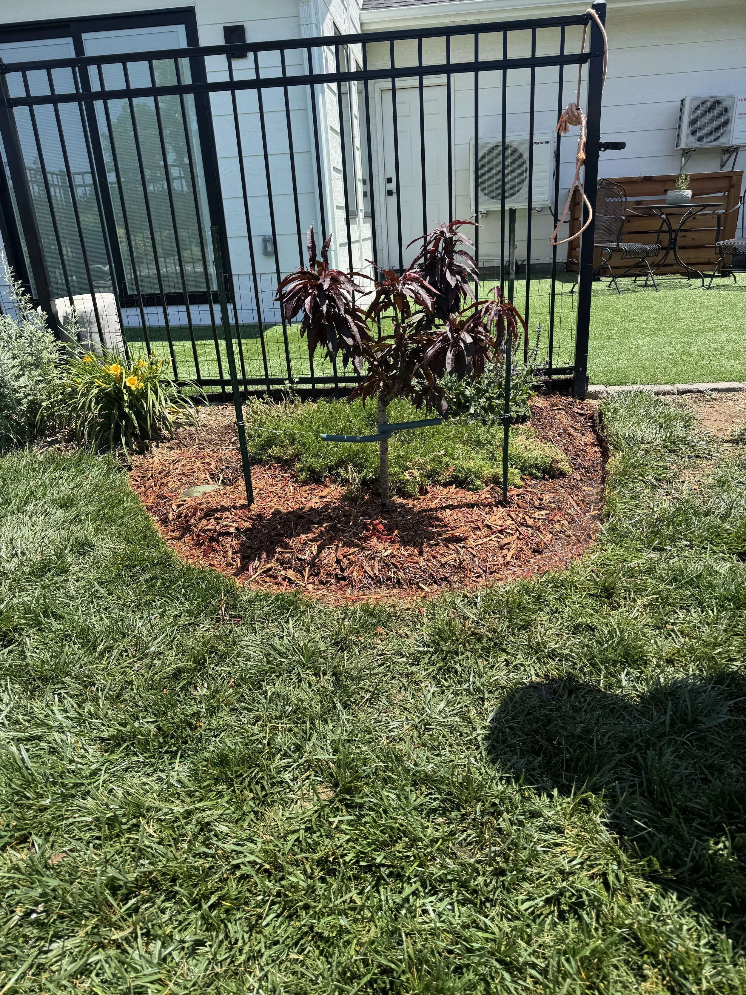 Flower Peach Tree
