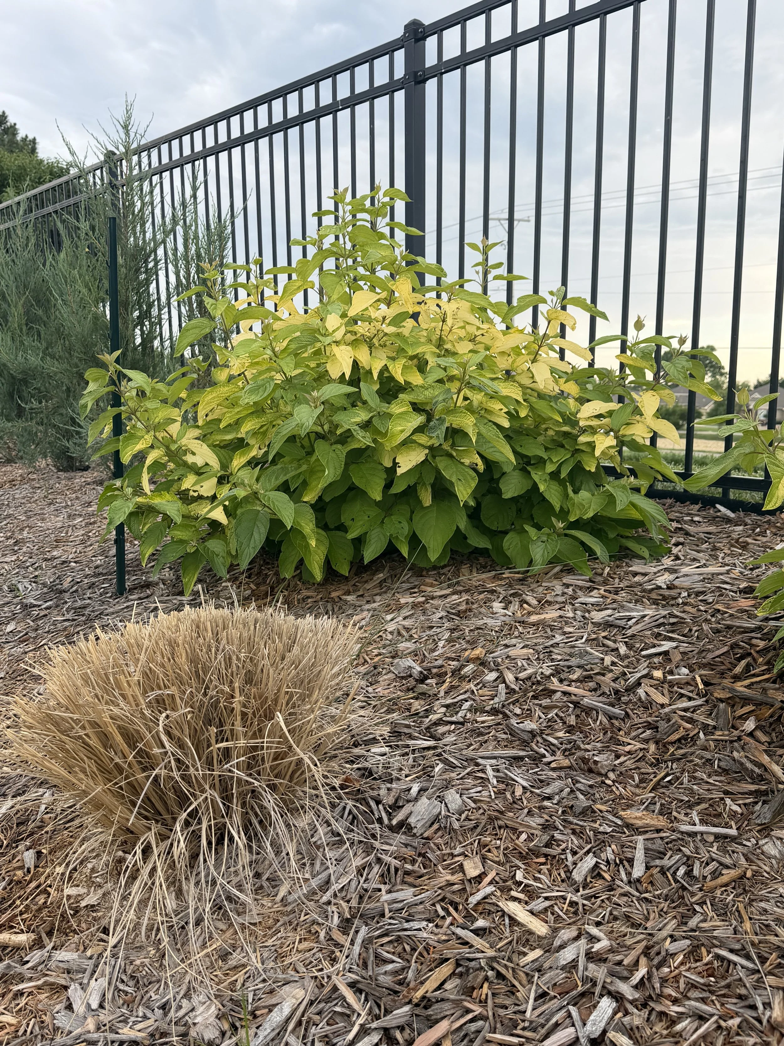 Neonburst Dogwood