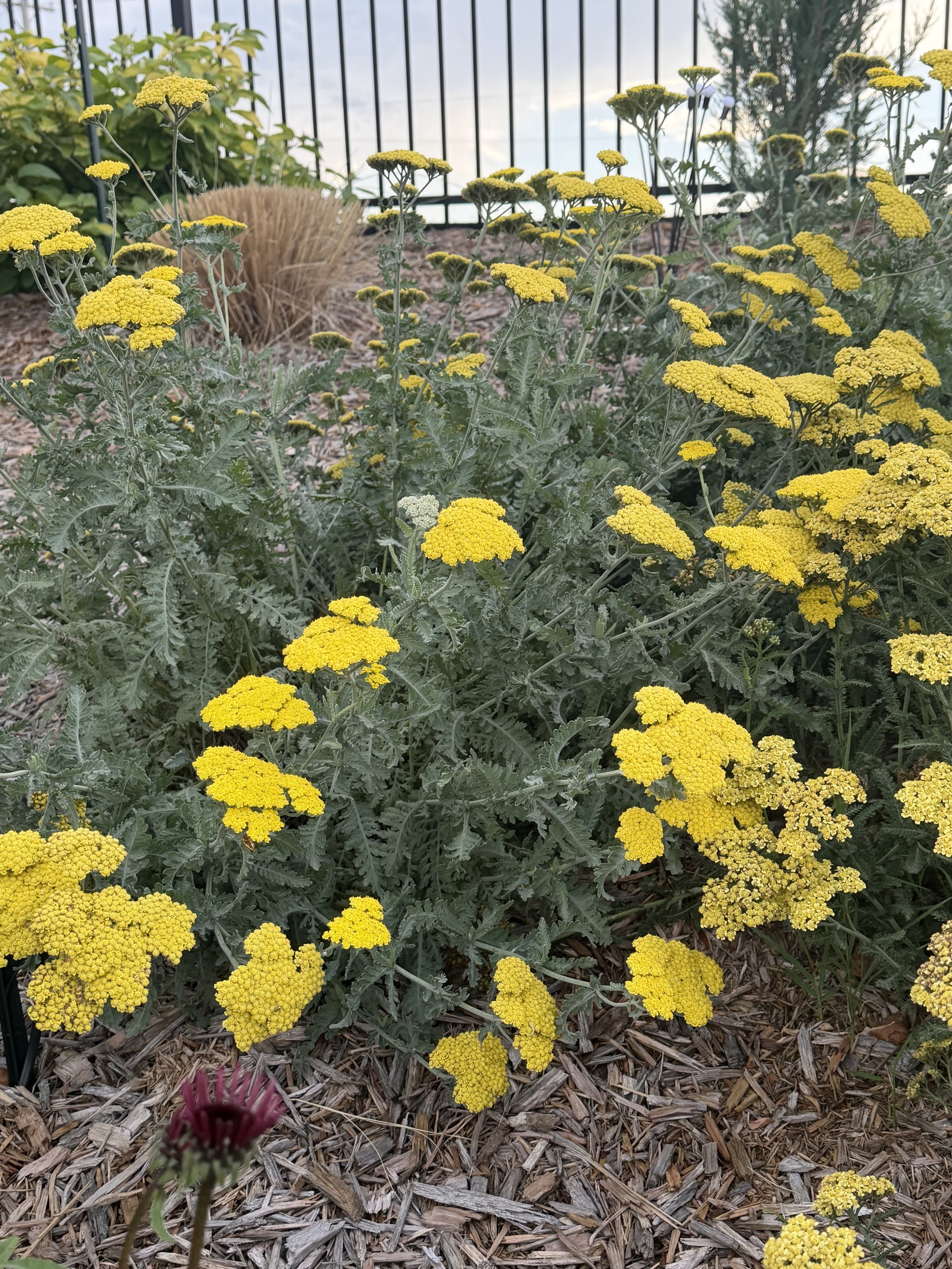 Yarrow