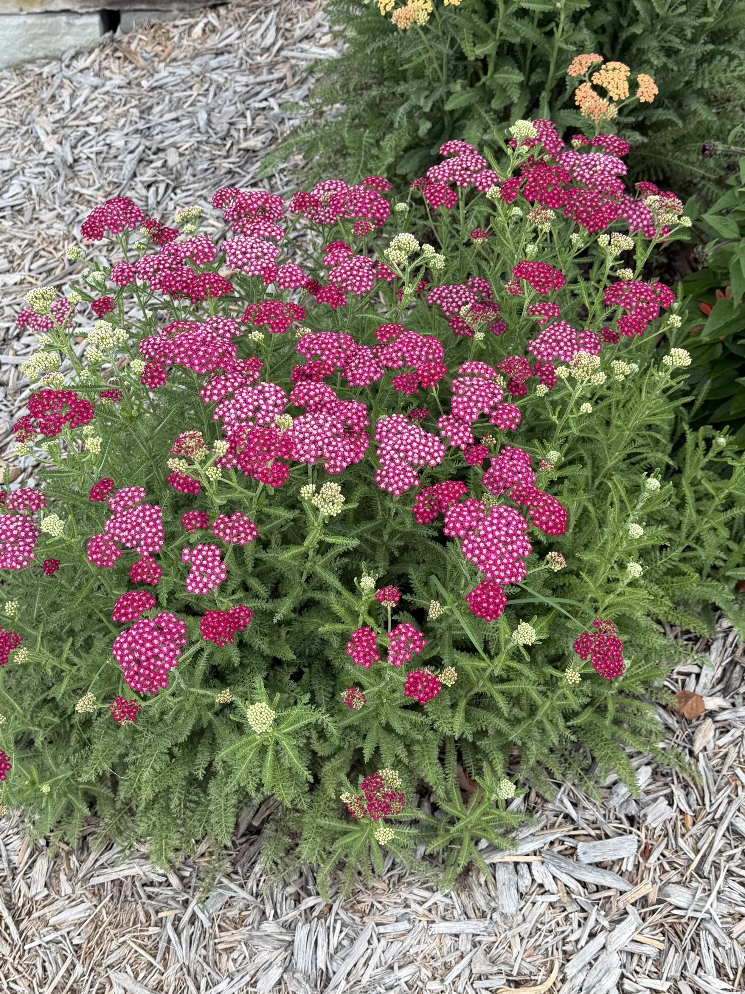 Yarrow (pink)