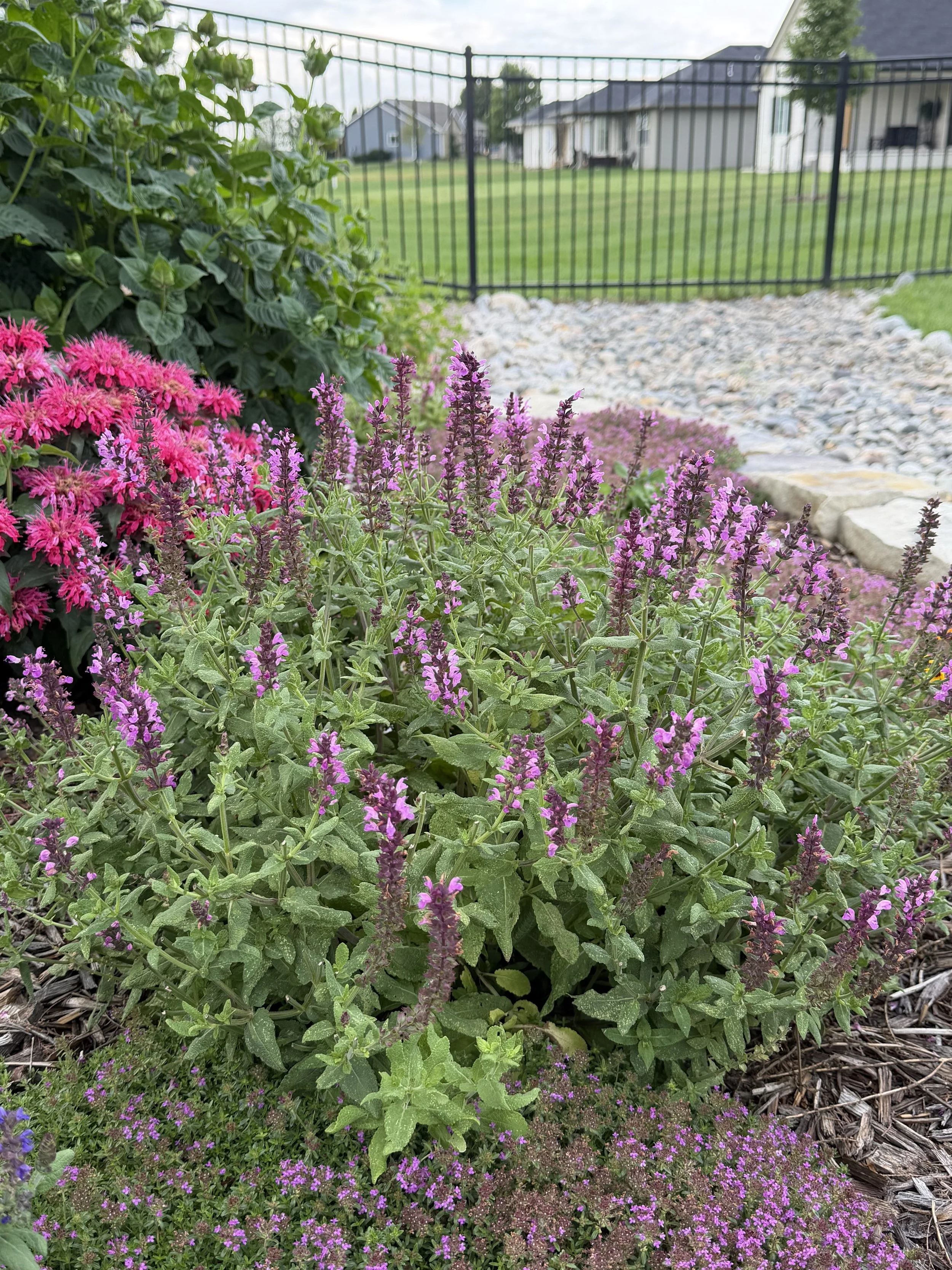 Meadow Sage or perenial salvia (common name), Monarda (botanical name)