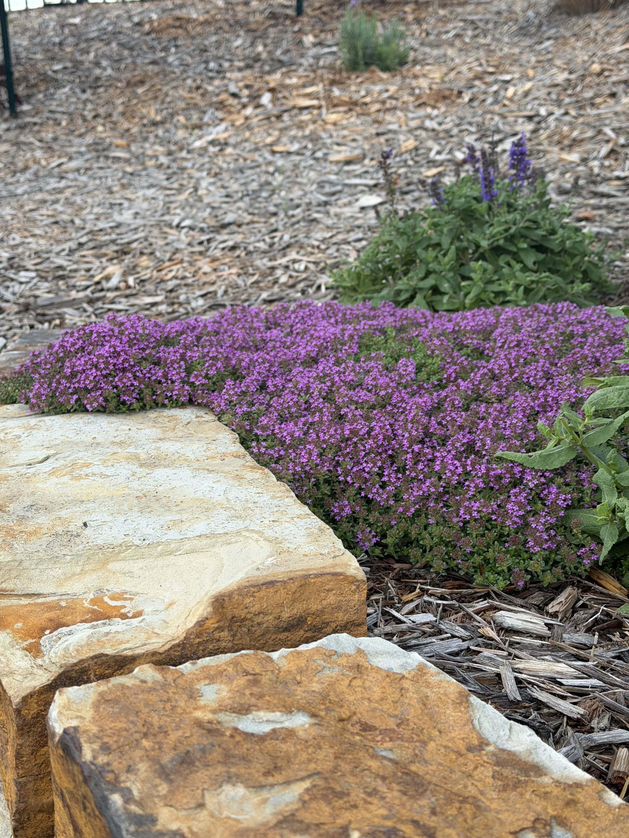 Close-up of a garden bed with purple flowers, green foliage, and a stone border, with a mulch ground cover.