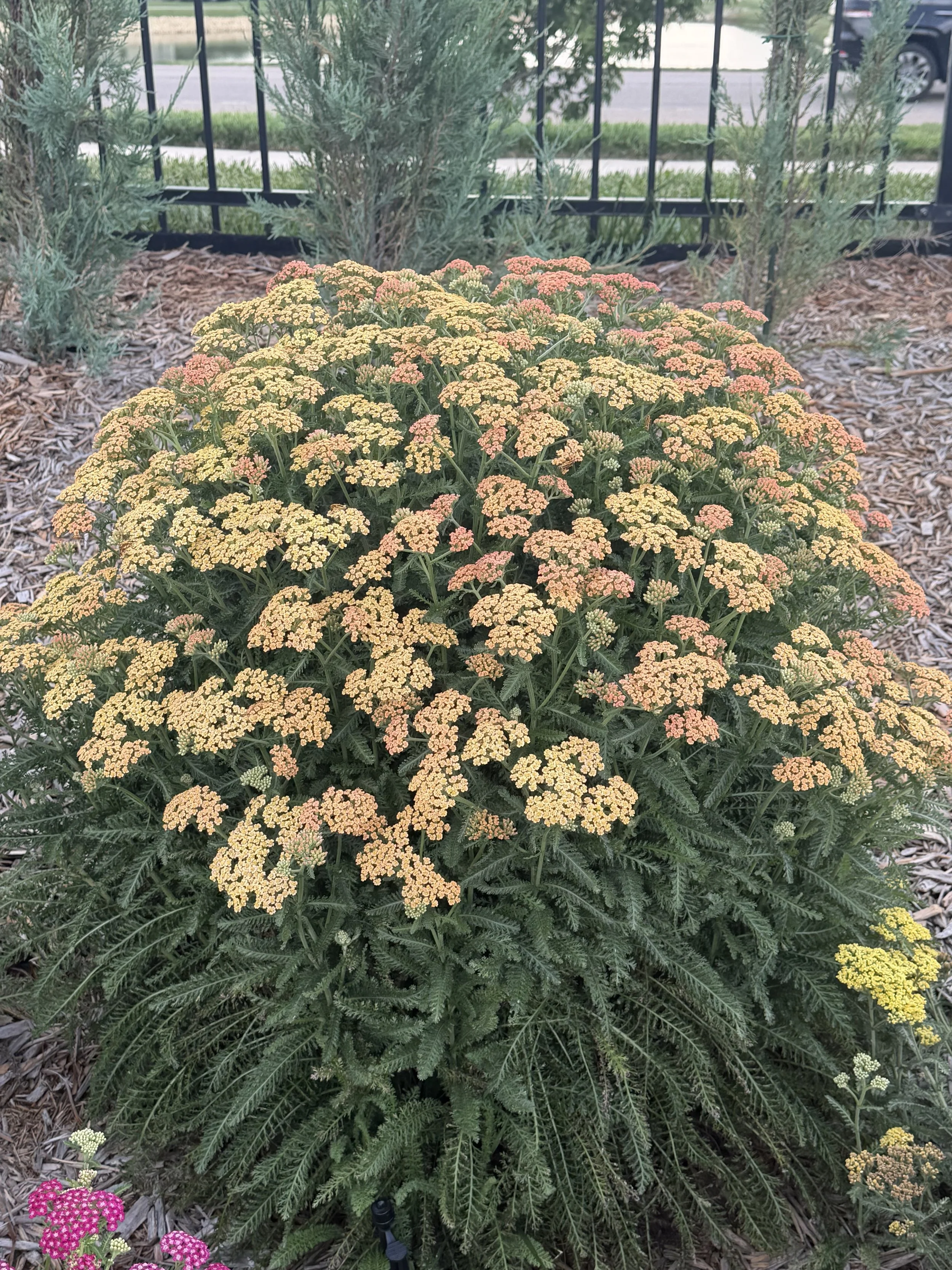 Yarrow (peach)