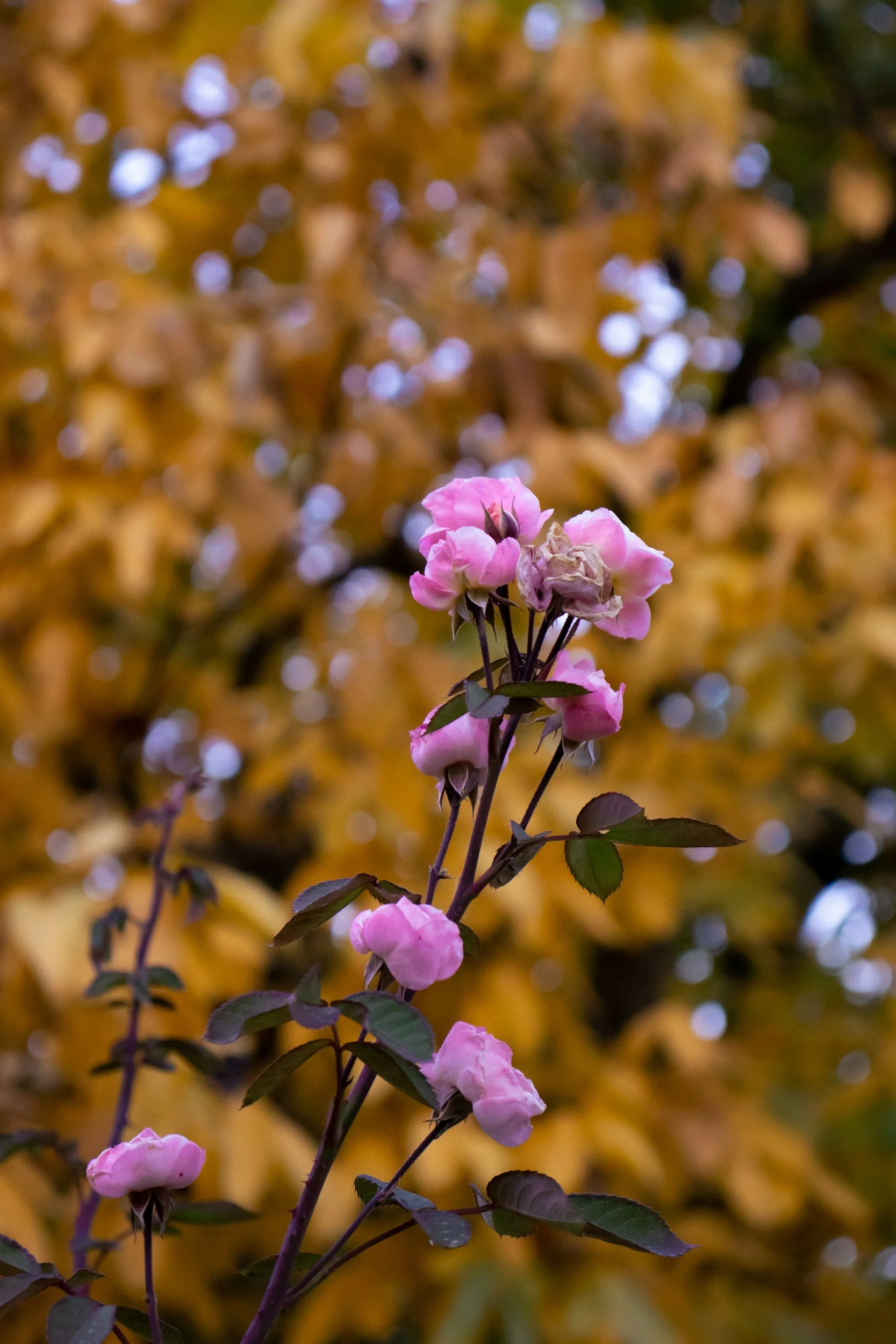 Autumnal