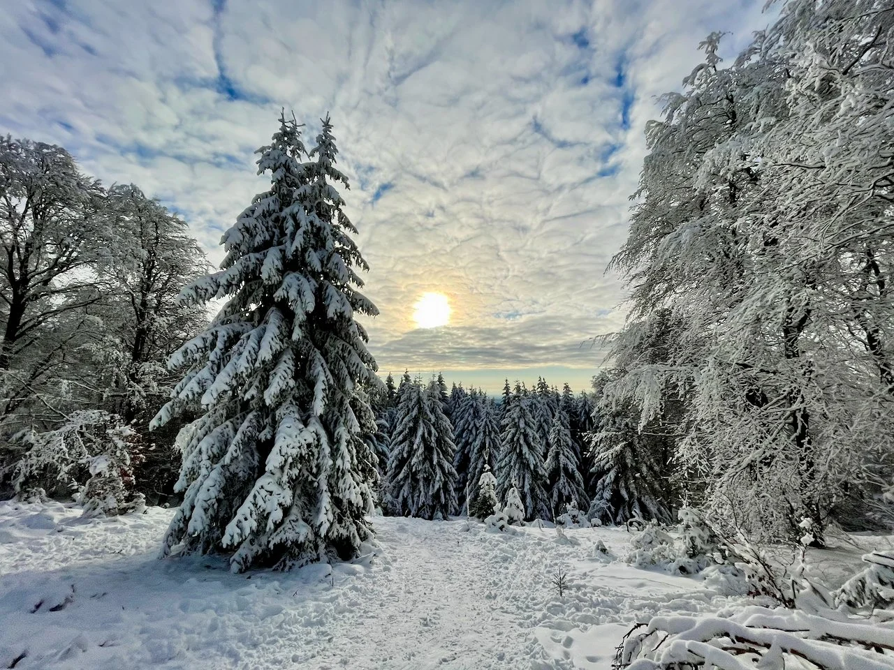 Snow-covered evergreen trees in a winter forest with a cloudy sky and the sun shining through.
