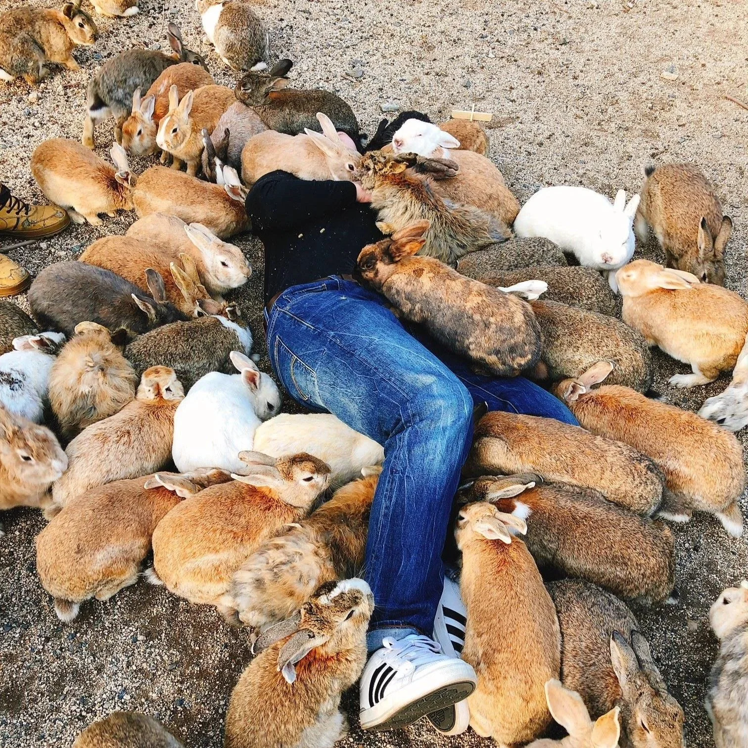 The One With The Bunnies