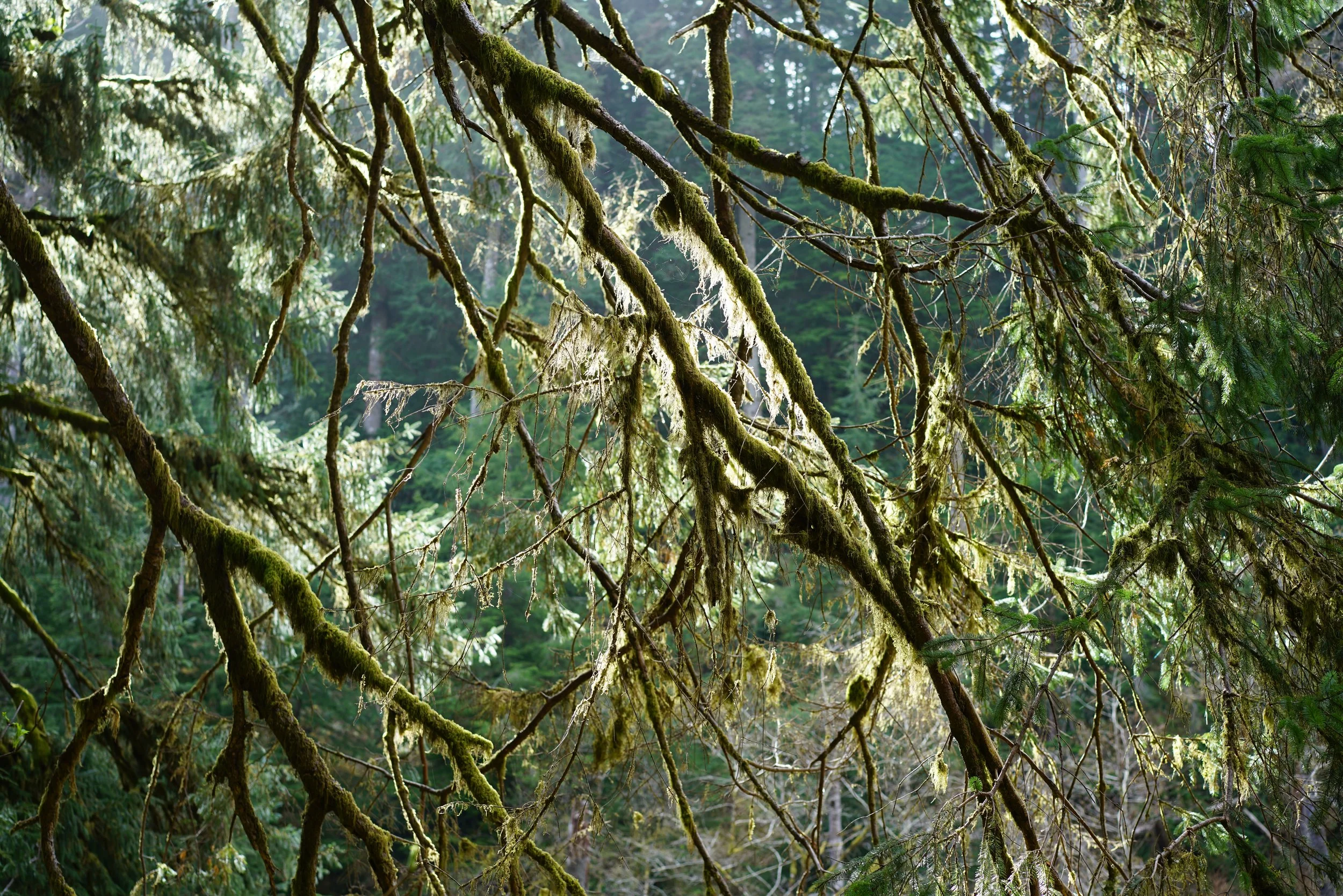 Short Escape to Oregon