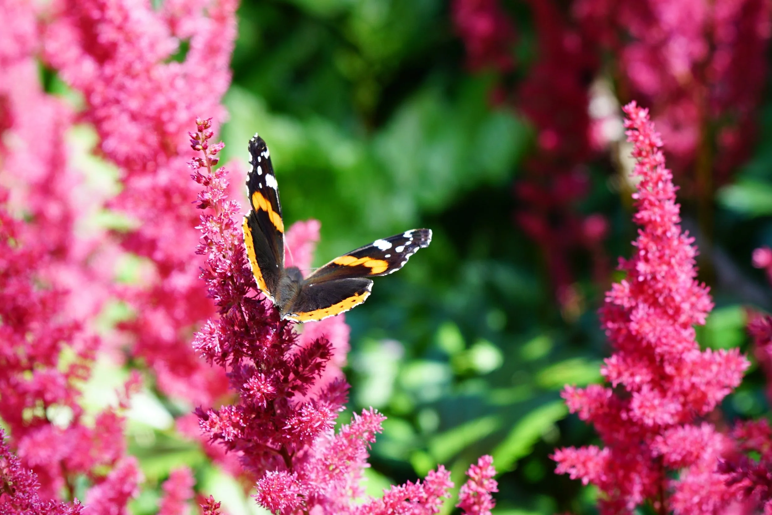 260625_9_crop.jpg