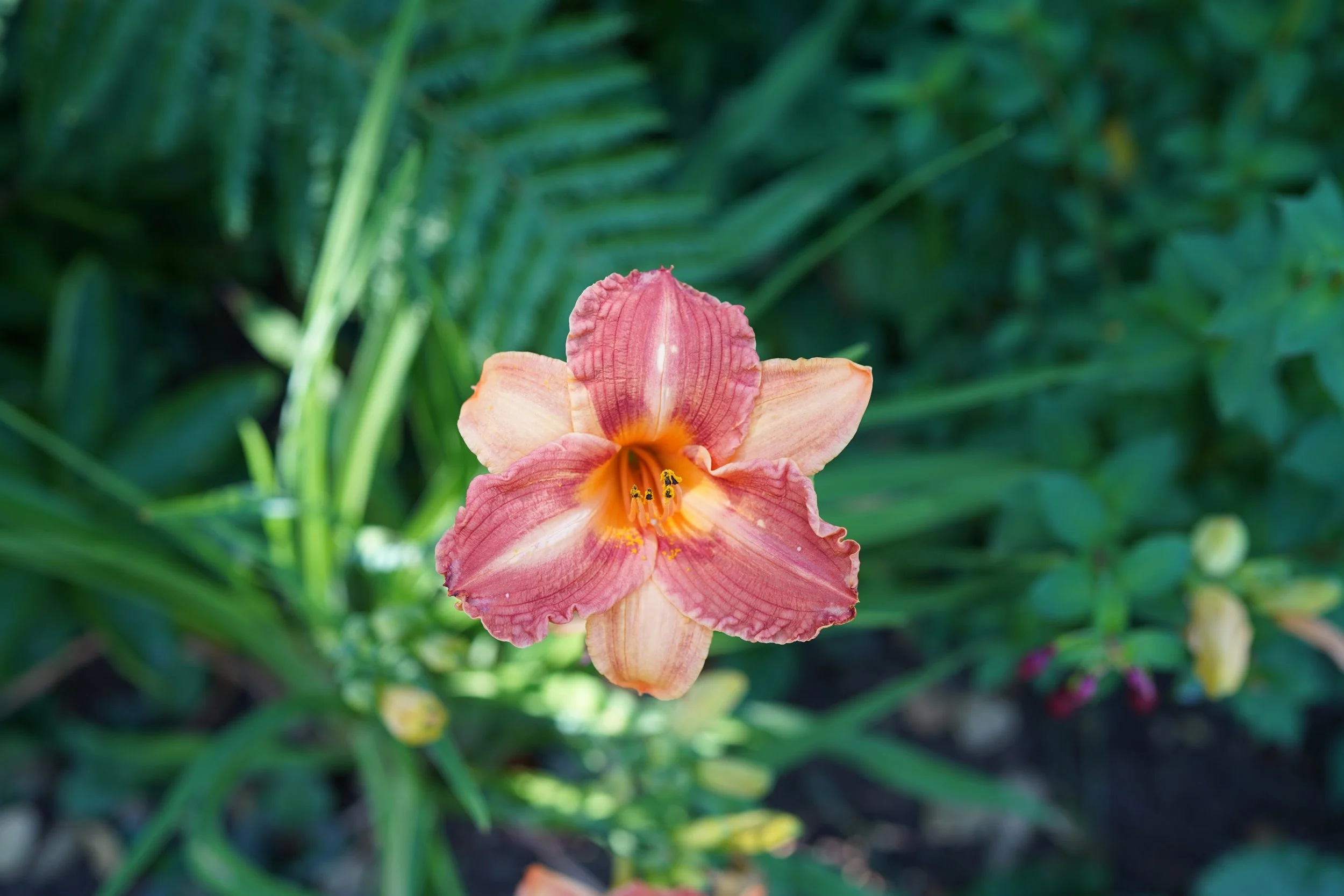 BELLEVUE BOTANICAL GARDENS