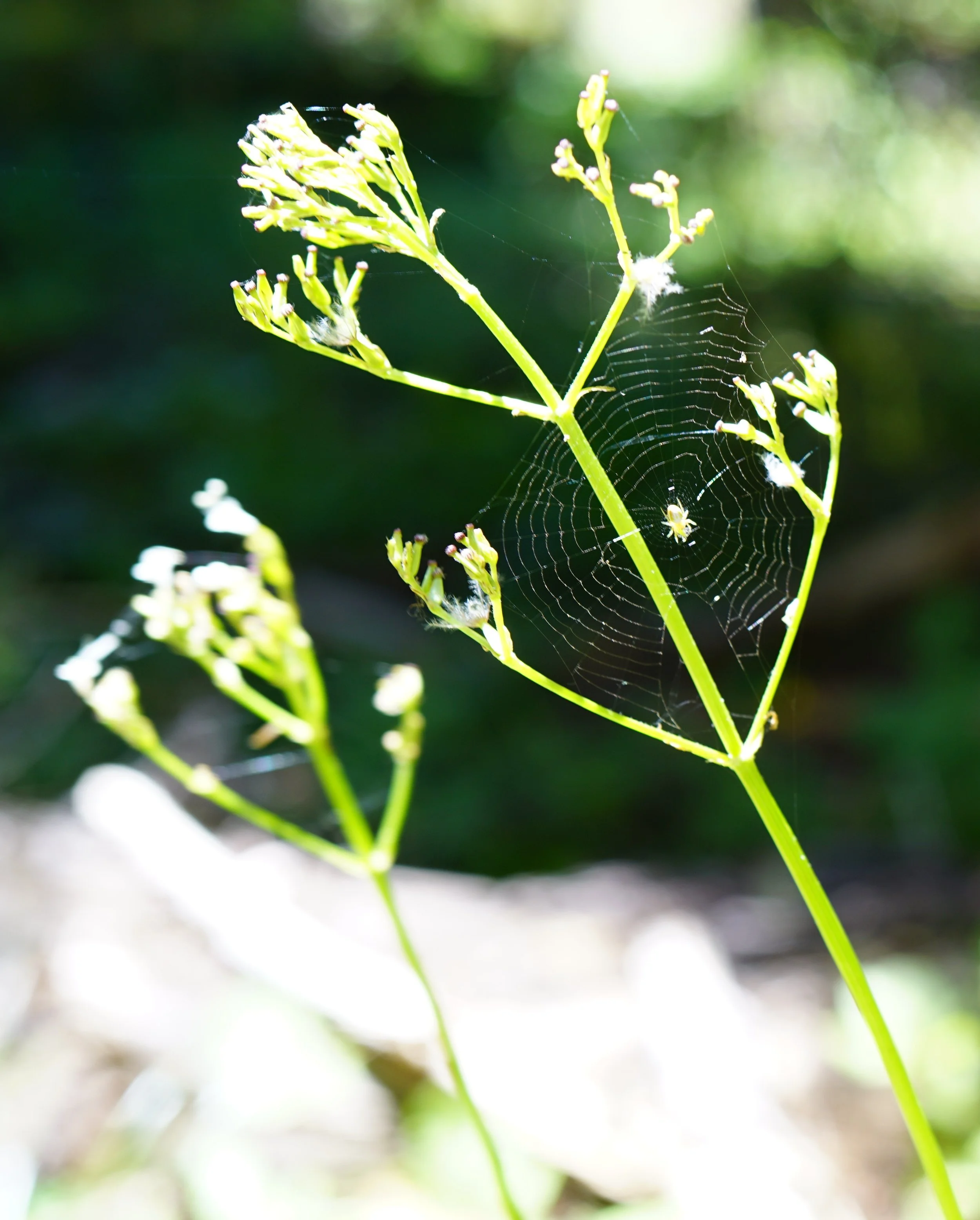 200726_F11c.jpg