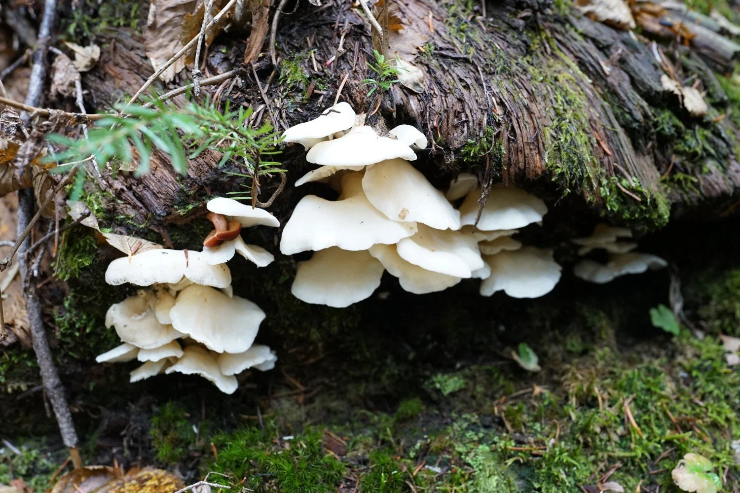 c261014_1.jpg