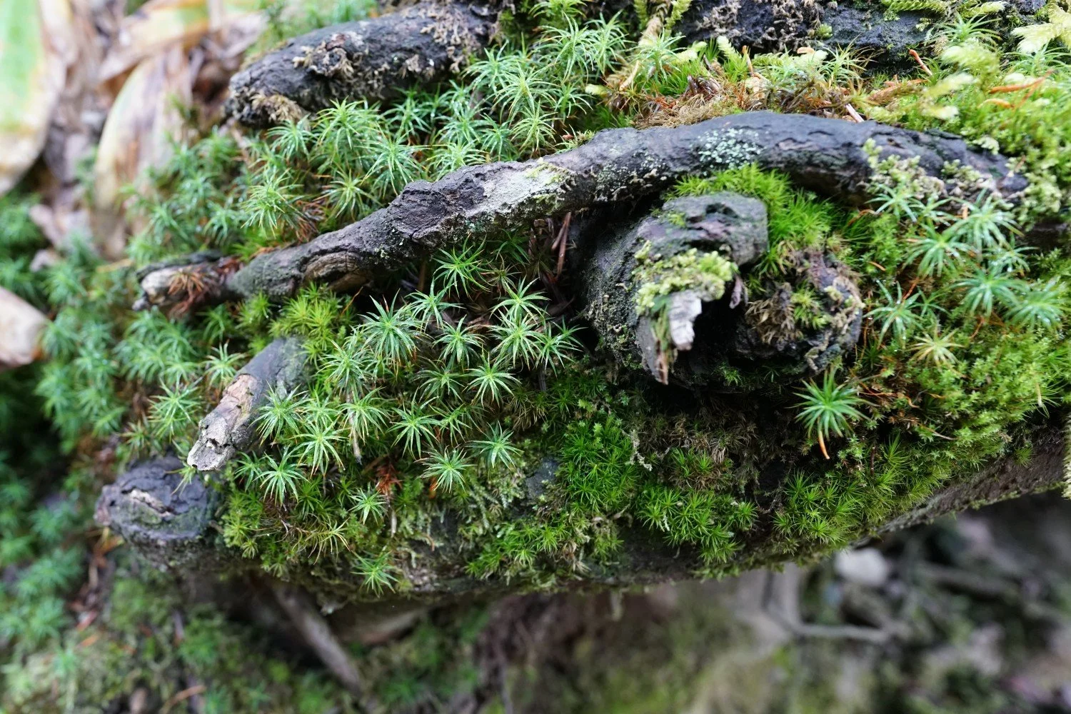 c261014_2.jpg