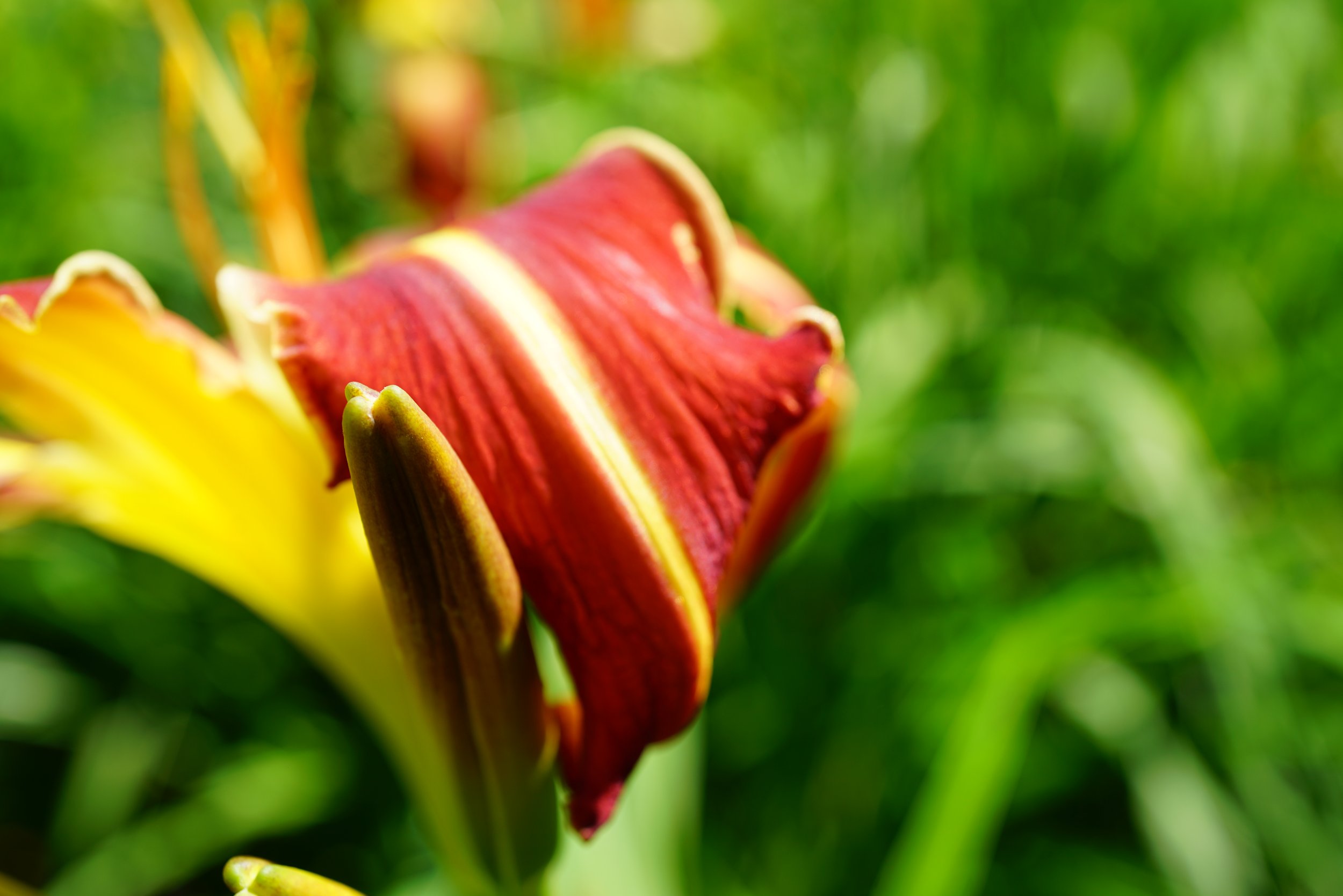 Hemerocallis (Daylilies)
