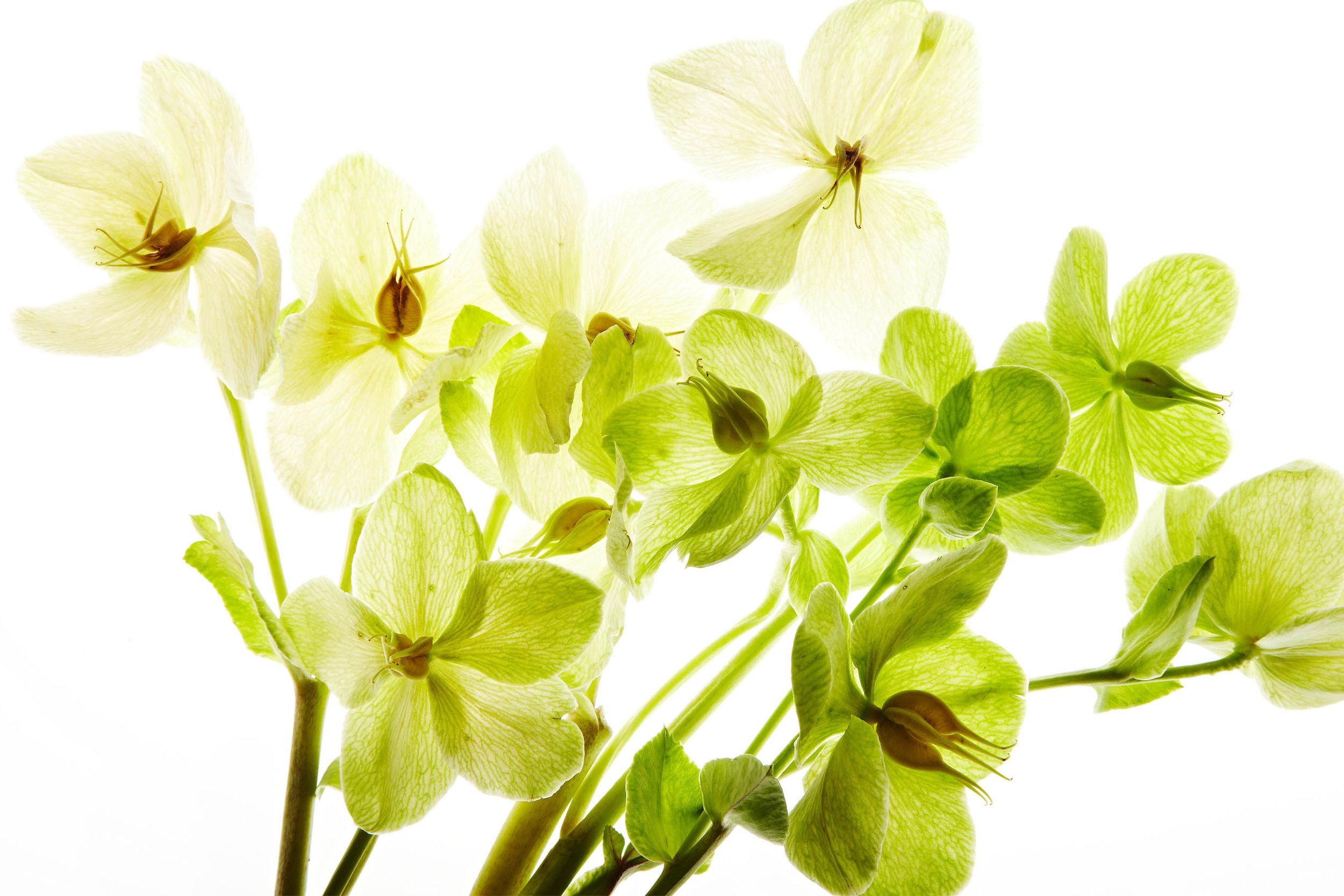 PS_Flower 4.jpg