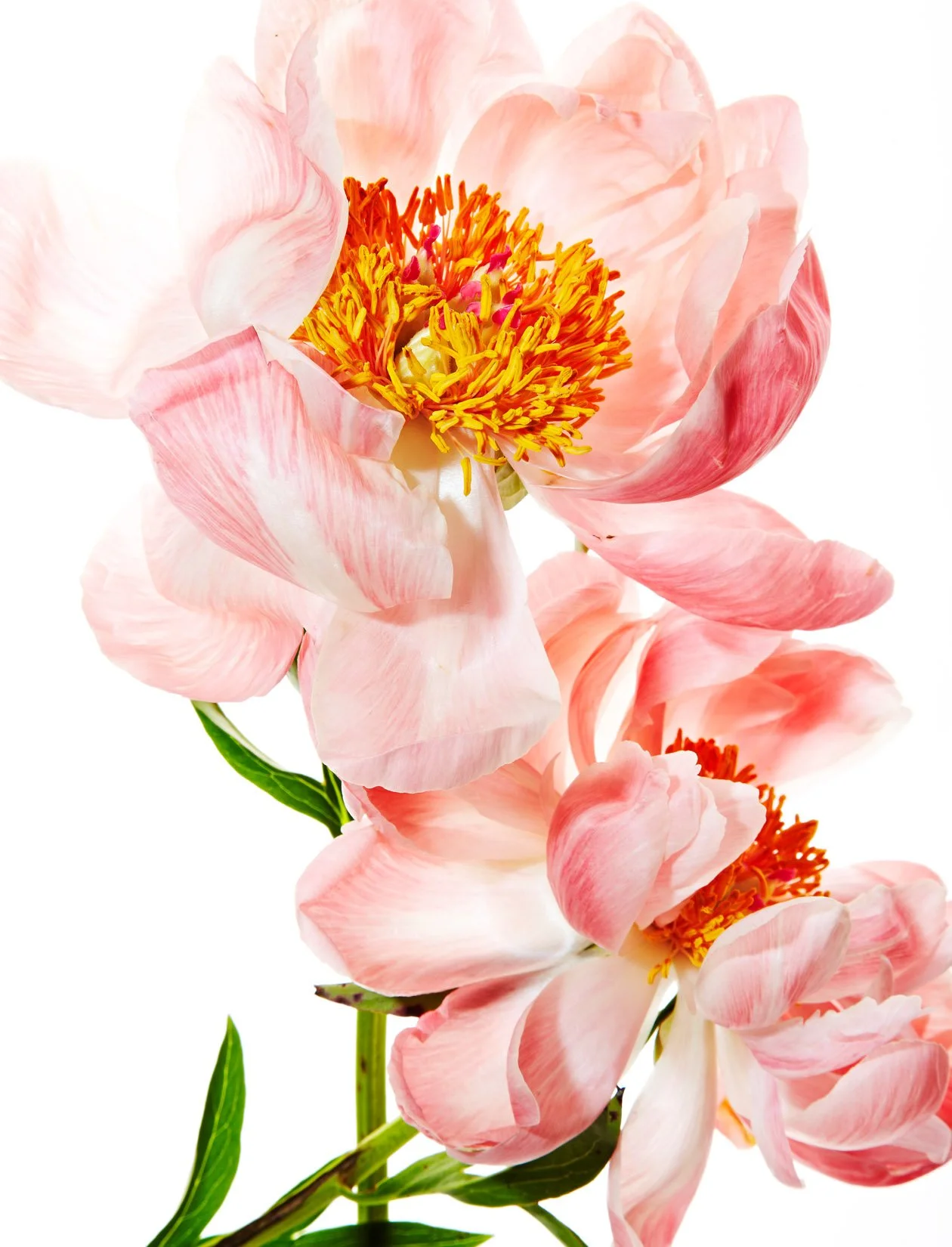 PS_Flower 2.jpg