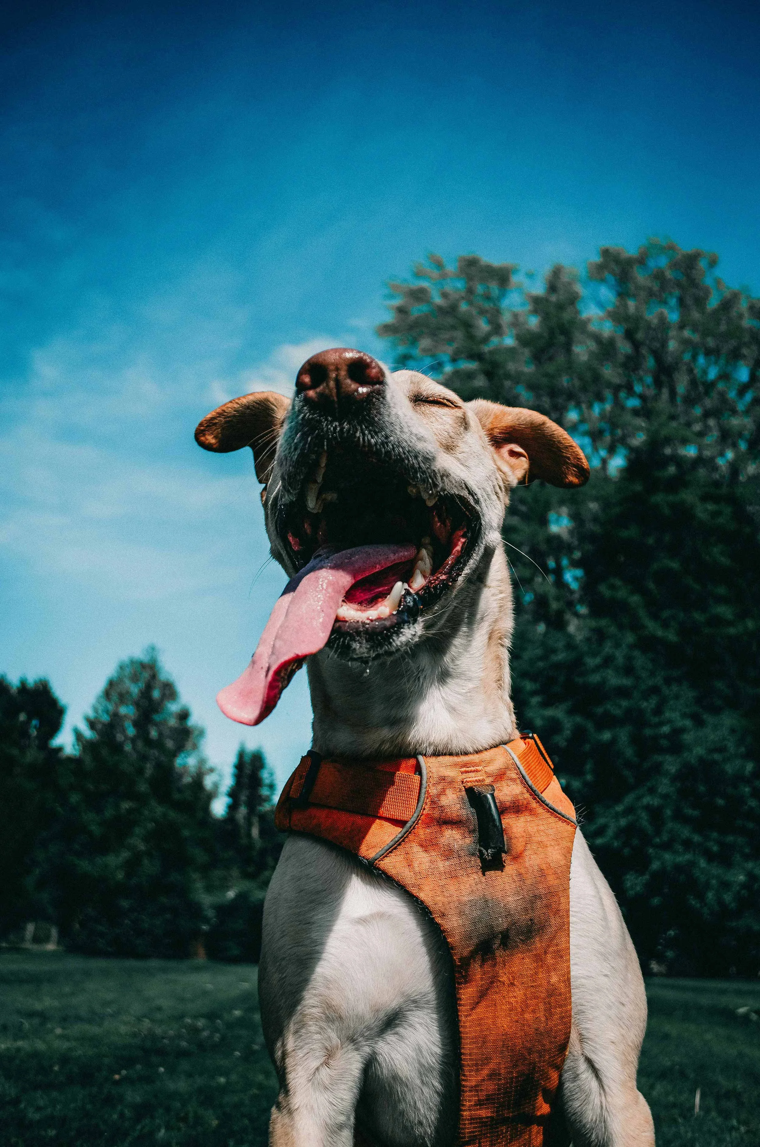 A close-up of a happy dog wearing an orange harness, smiling with its tongue out against a blue sky and green trees.