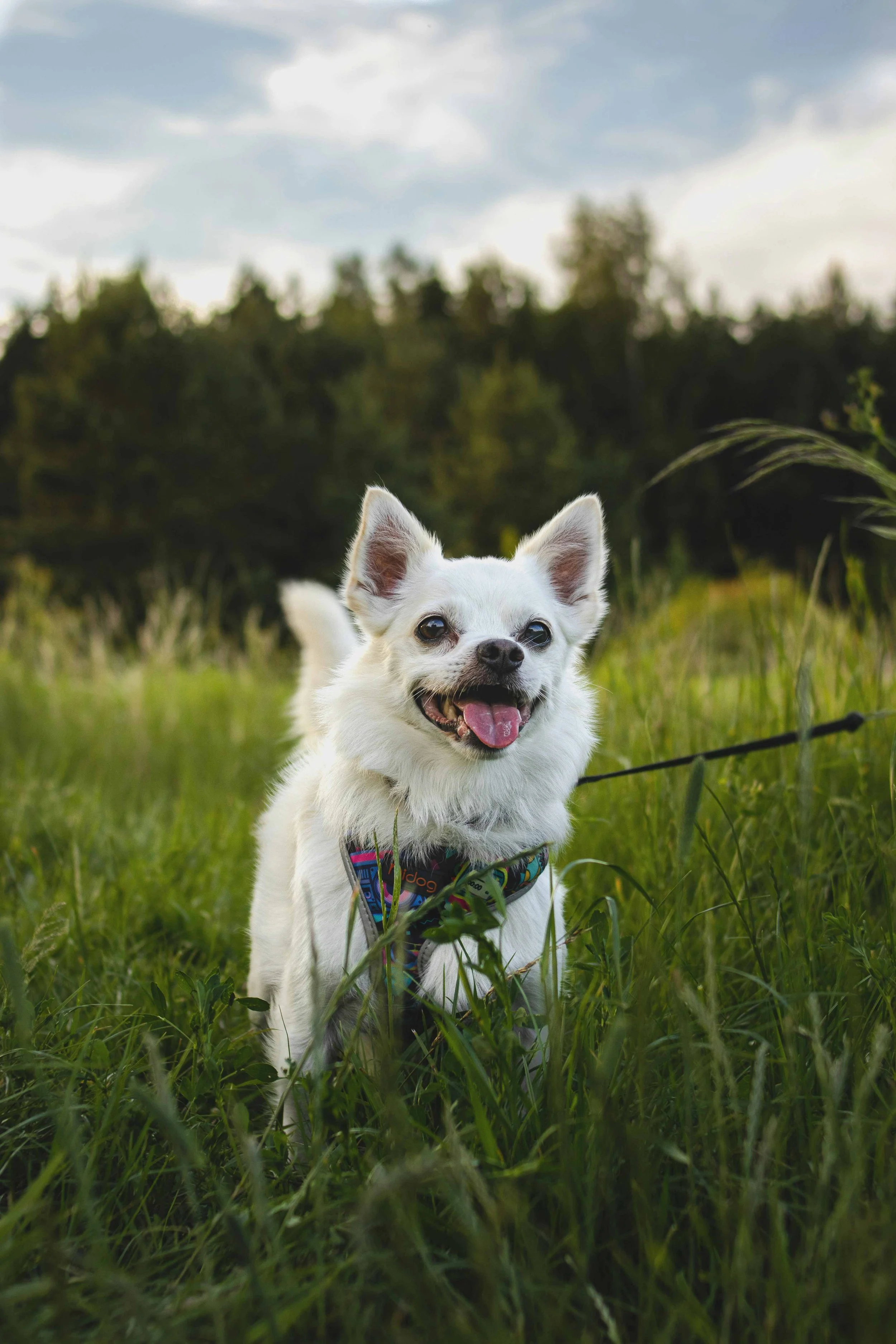 White chihuahua running happily through tall green grass in Sherman Oaks, CA.