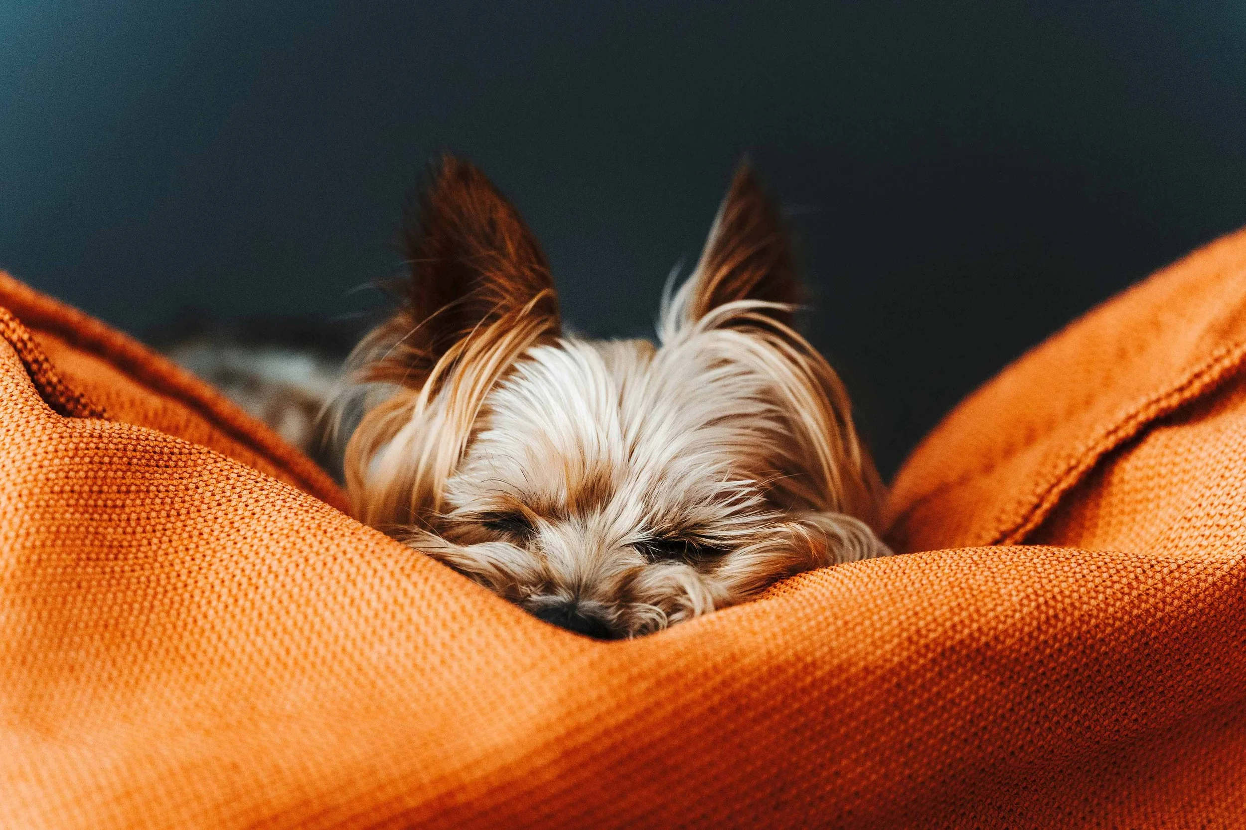 Yorkie sleeping on orange pillow at Moondoggy Daycare.