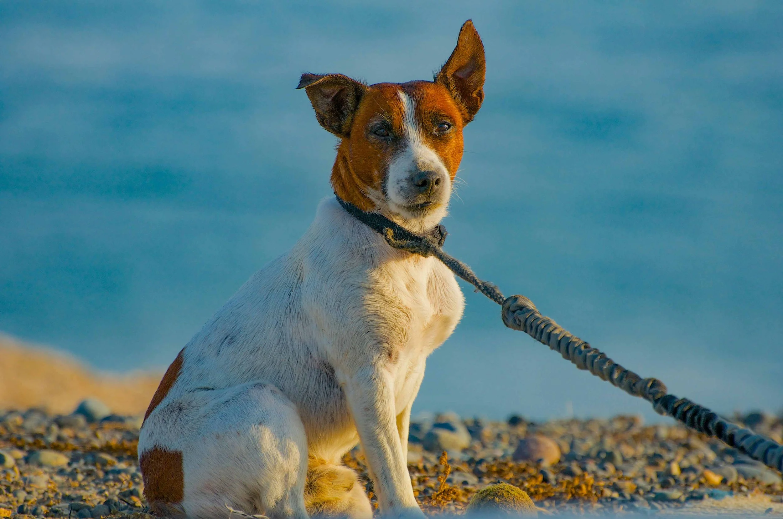 A brown and white Jack Russell Terrier sitting on a pebble beach against a blue sky.