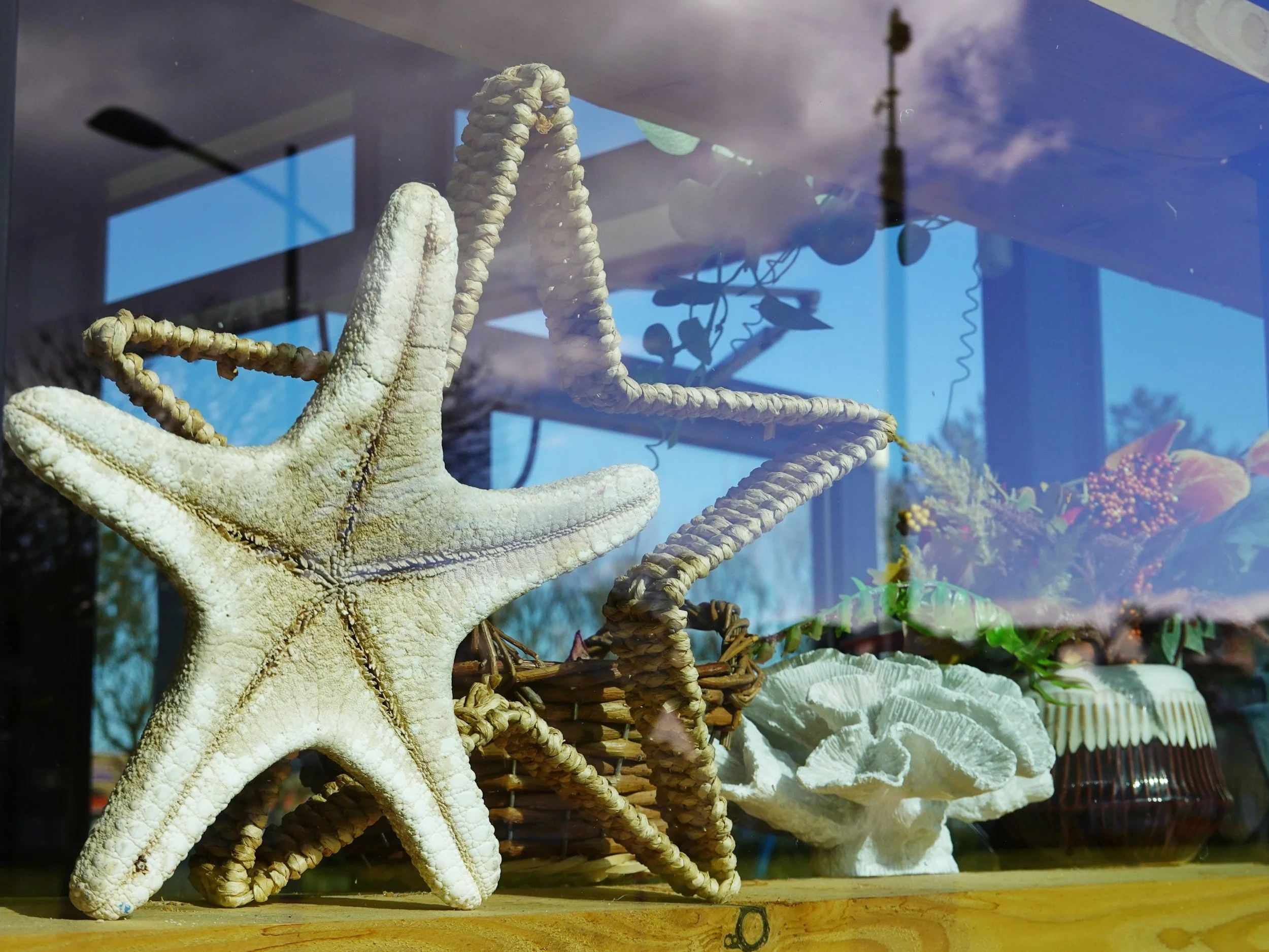A starfish and seashells displayed behind glass with reflections of the sky and clouds.