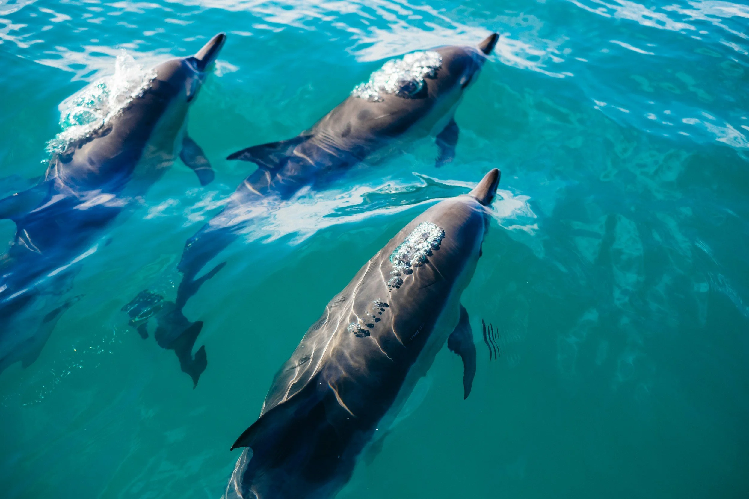 Dolphins swimming near the surface of clear blue water.