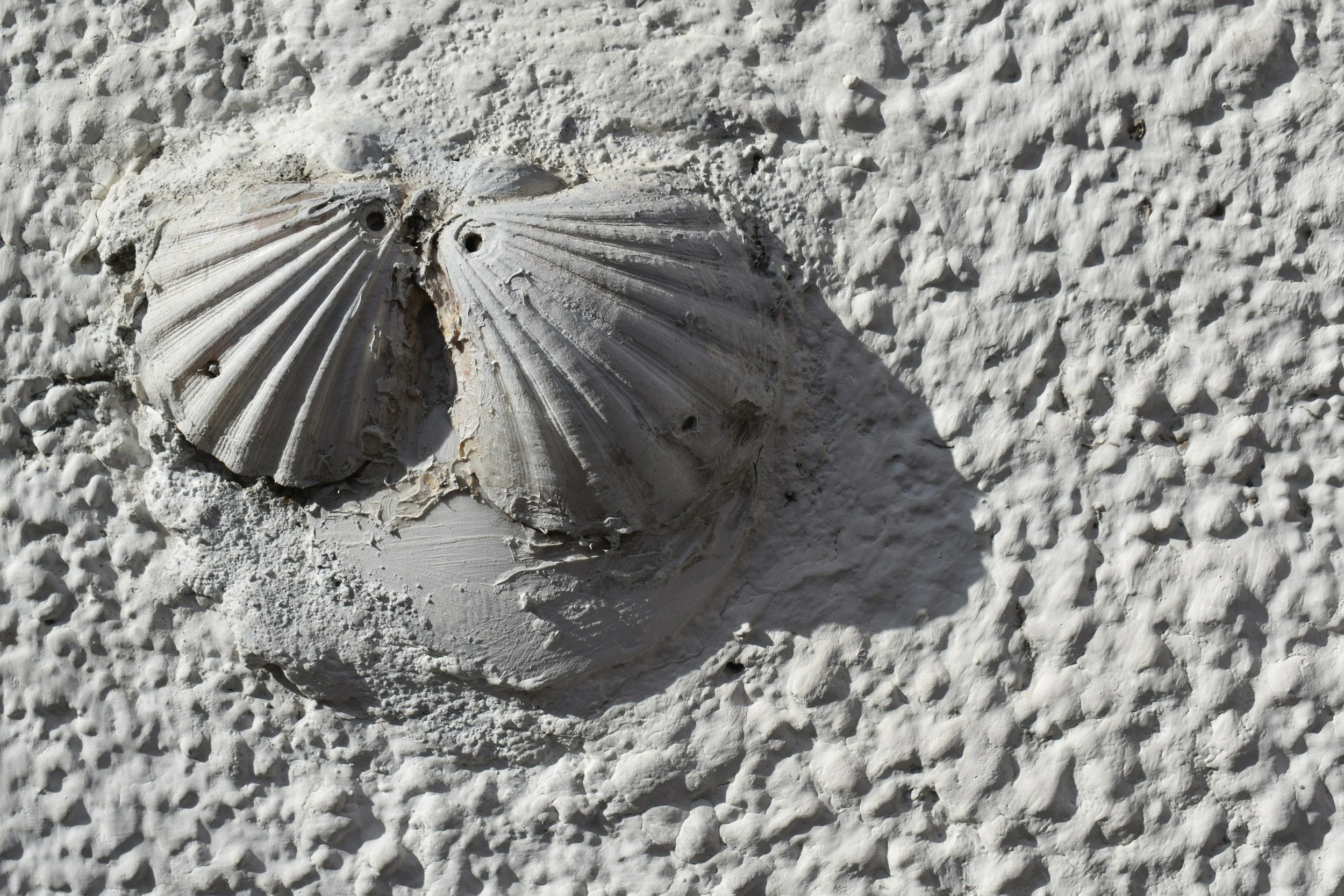 A close-up of a seashell embedded in white sandy beach.