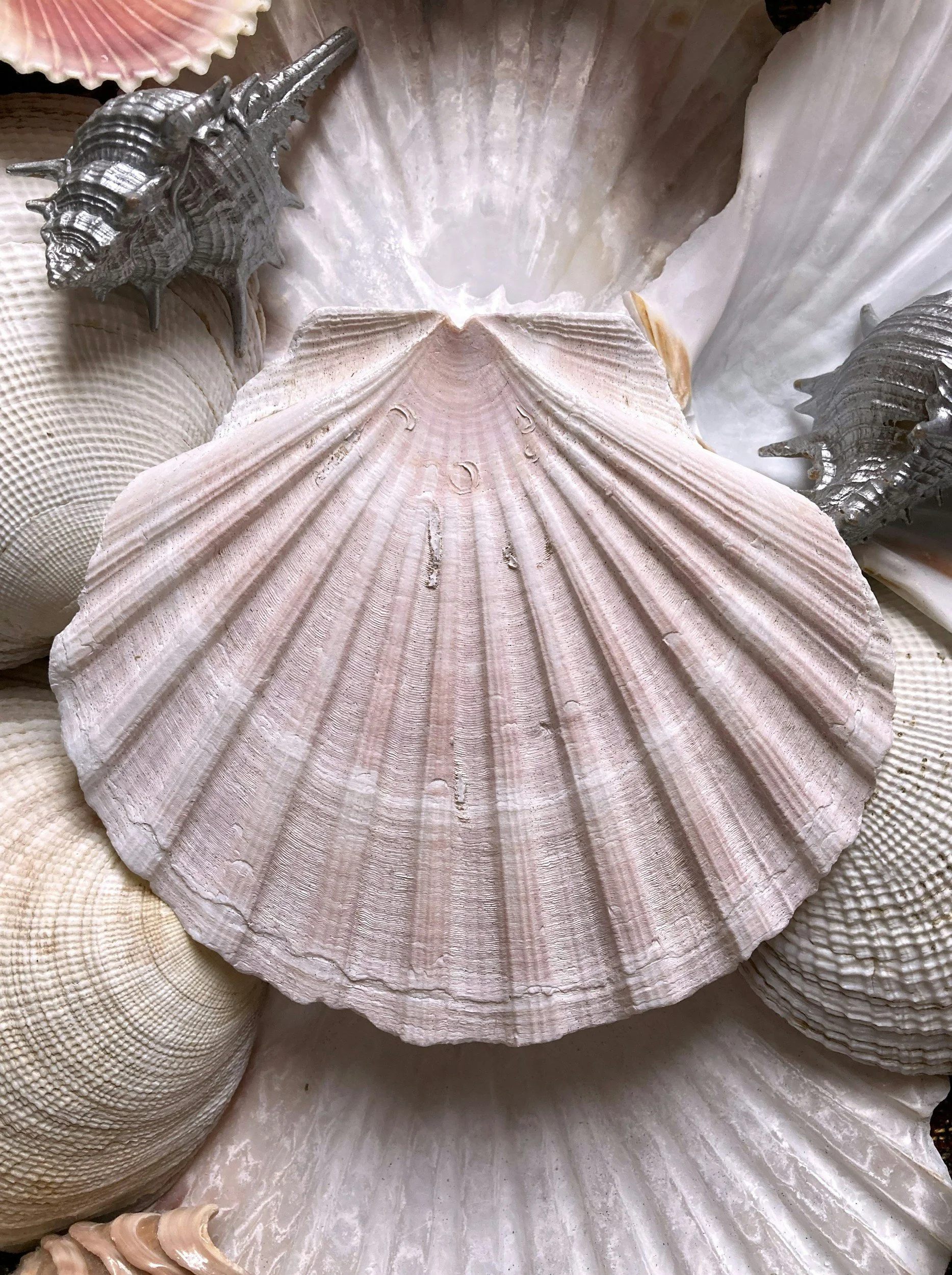 Close-up image of various seashells, including large scallop shells and spiral shells, arranged together.
