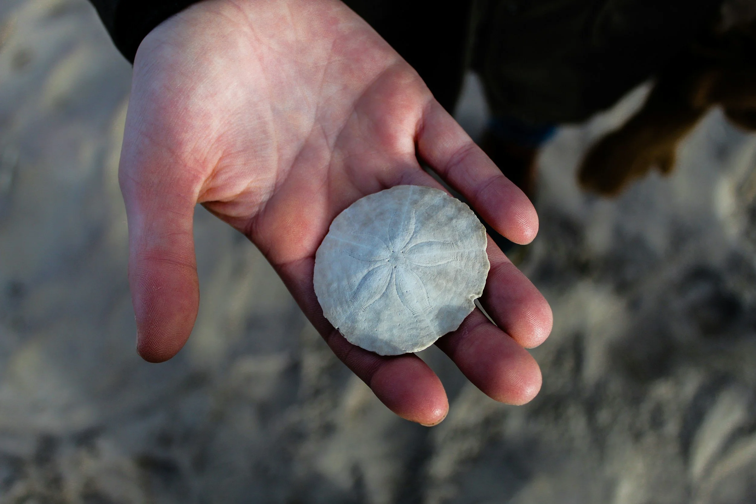 A person's hand holding a white sand dollar with a star-shaped pattern on its surface.