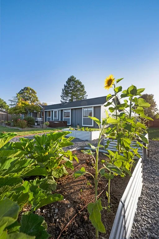 A sunflower growing in a garden bed near a house, with other green plants, under a clear blue sky.