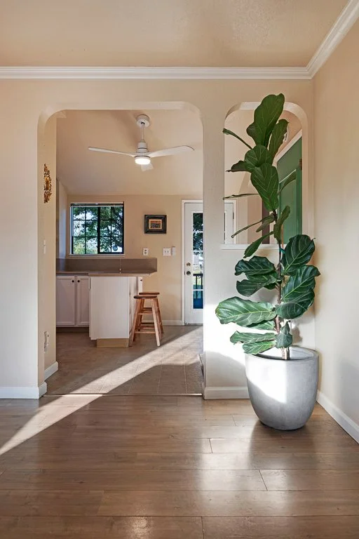 A potted fiddle leaf fig plant in a gray planter stands near an arched opening in a sunny dining area of a home, with kitchen in the background, hardwood flooring, and beige walls.