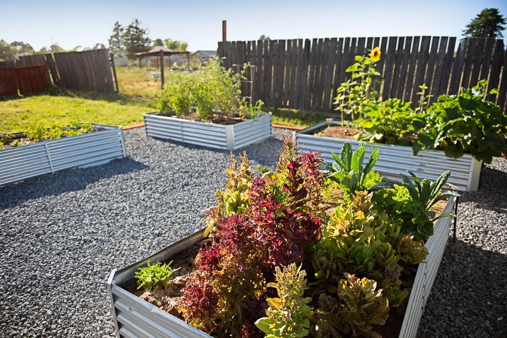 Garden with white raised beds filled with leafy green and flowering plants, set on gravel, with a wooden fence and open sky in the background.