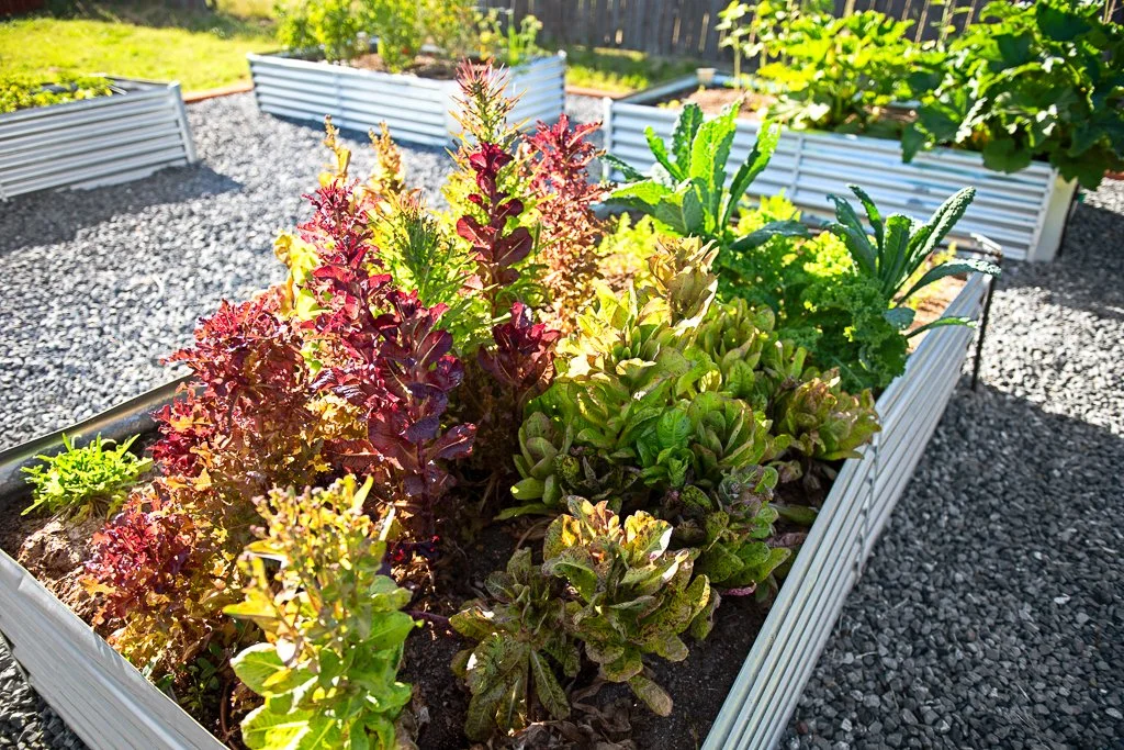 Raised garden bed with leafy greens and herbs, surrounded by gravel, in a sunny outdoor garden.