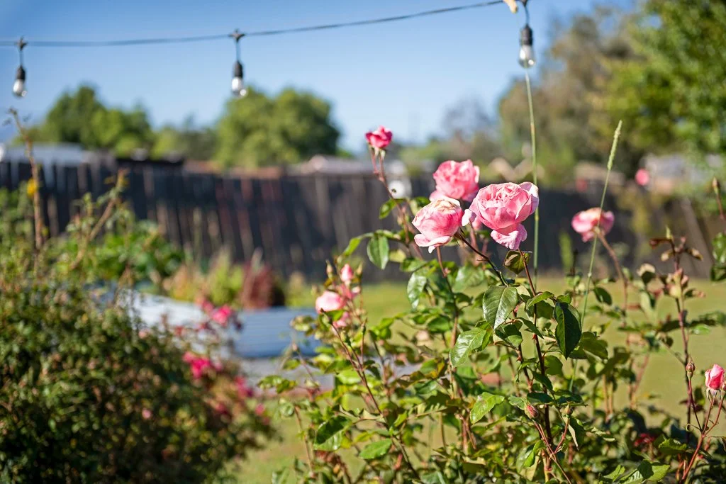 Pink roses in a backyard garden on a sunny day, with a clothesline and trees in the background.