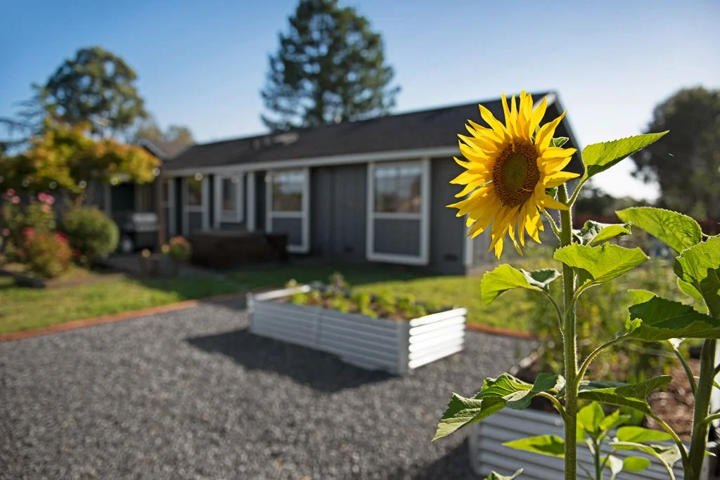 A sunflower in bloom in a garden with a house and trees in the background.