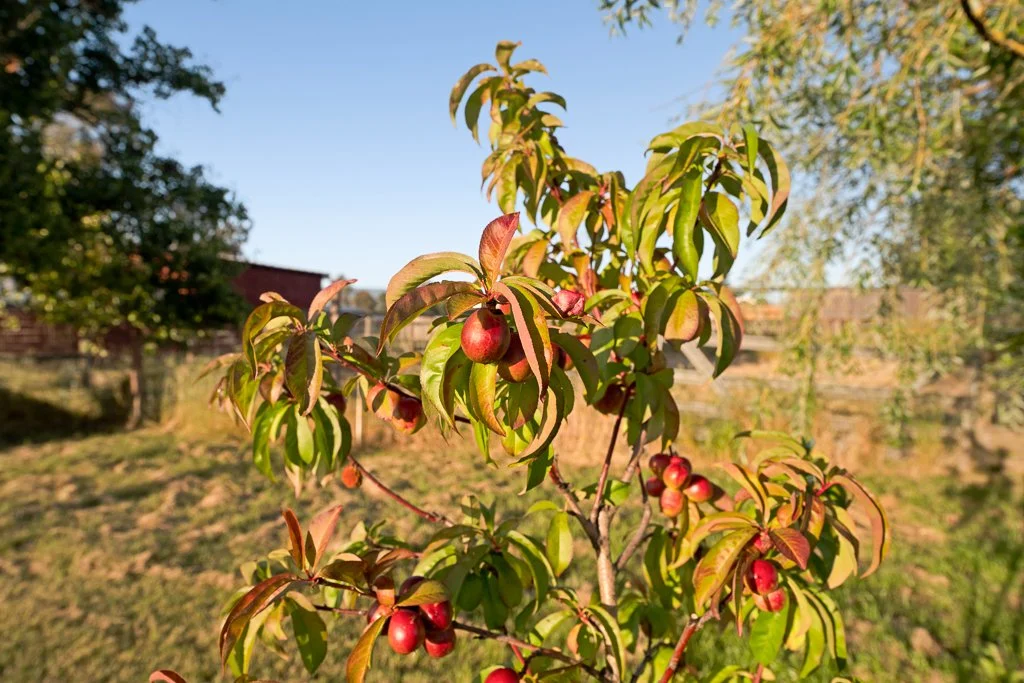 A small tree with red berries and green leaves in a sunny outdoor setting with a clear blue sky.