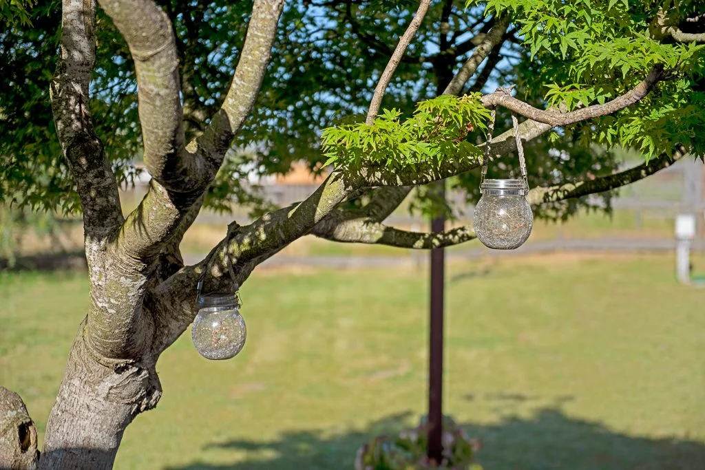 Two glass lanterns hanging from a tree branch in a yard with green grass and trees.