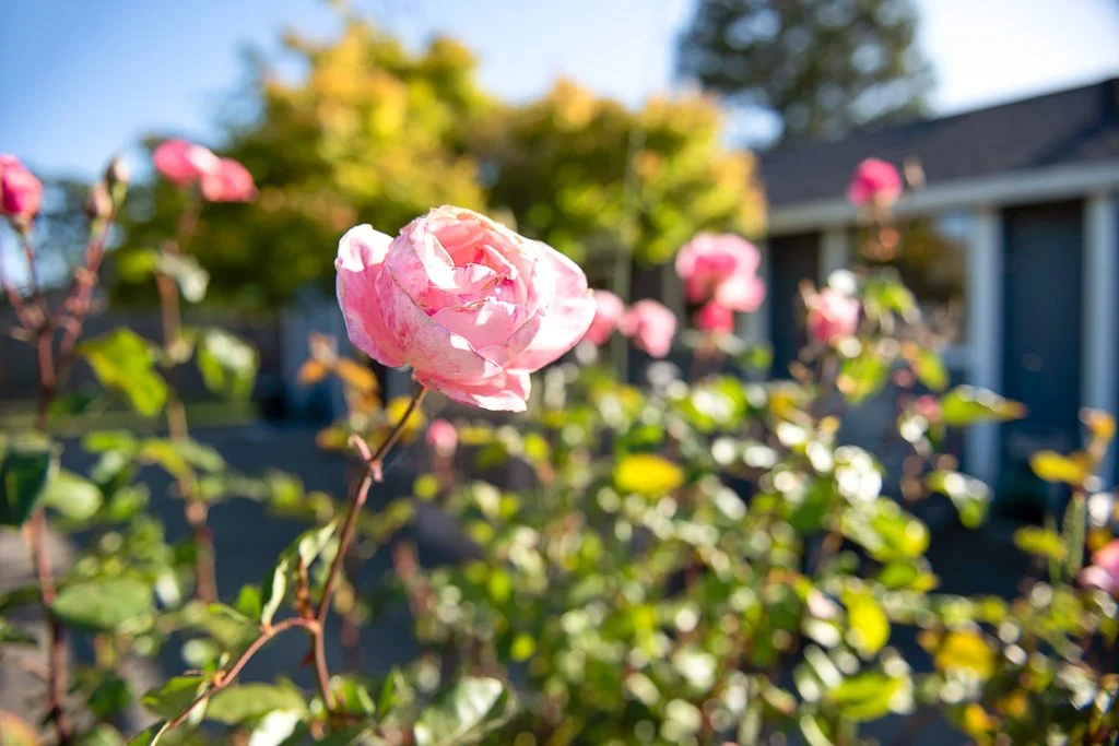 Close-up of a pink rose blooming in a garden with other roses and a house in the background.