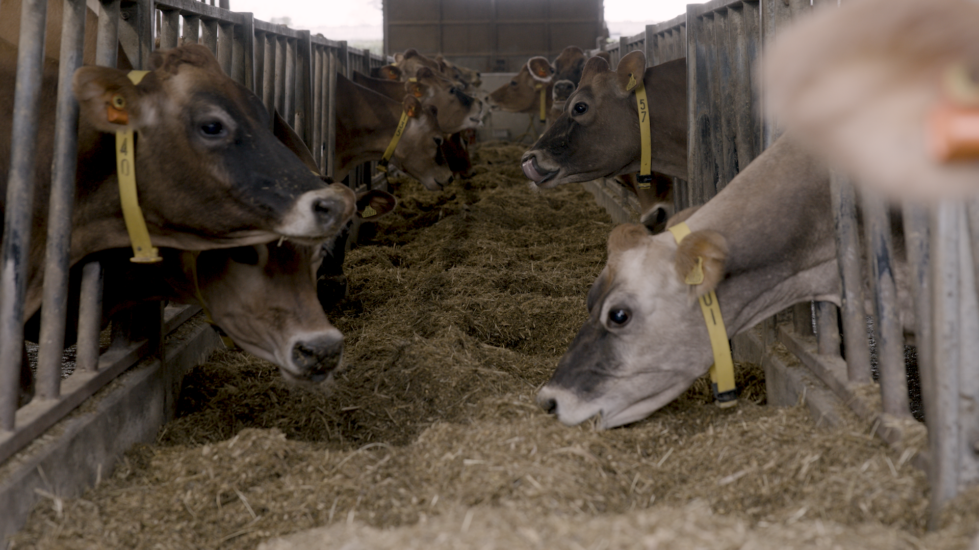 Rows of Jersey dairy cows eat hay in a barn