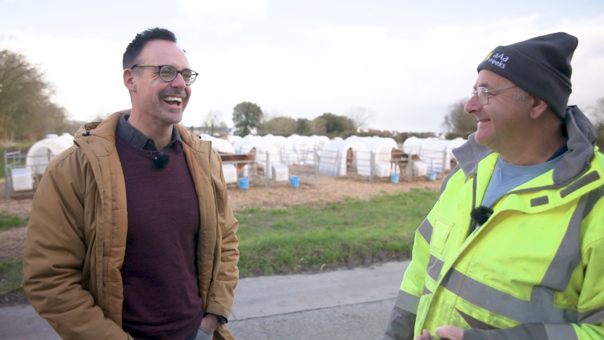 Dr. K. Aleks Schaefer laughing with a local farmer on the Isle of Jersey while standing next to calves on the farm.