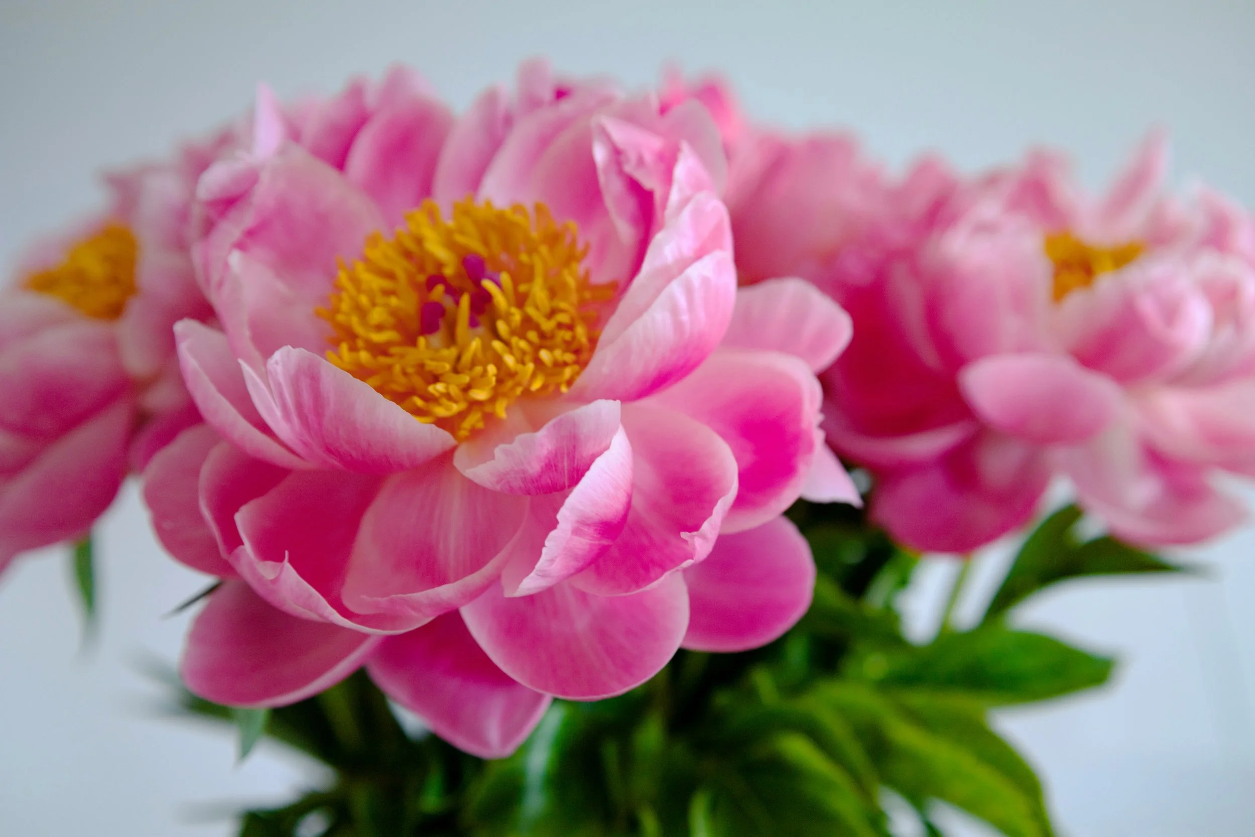 Close-up of pink peony flower with yellow stamens and green leaves in the background.